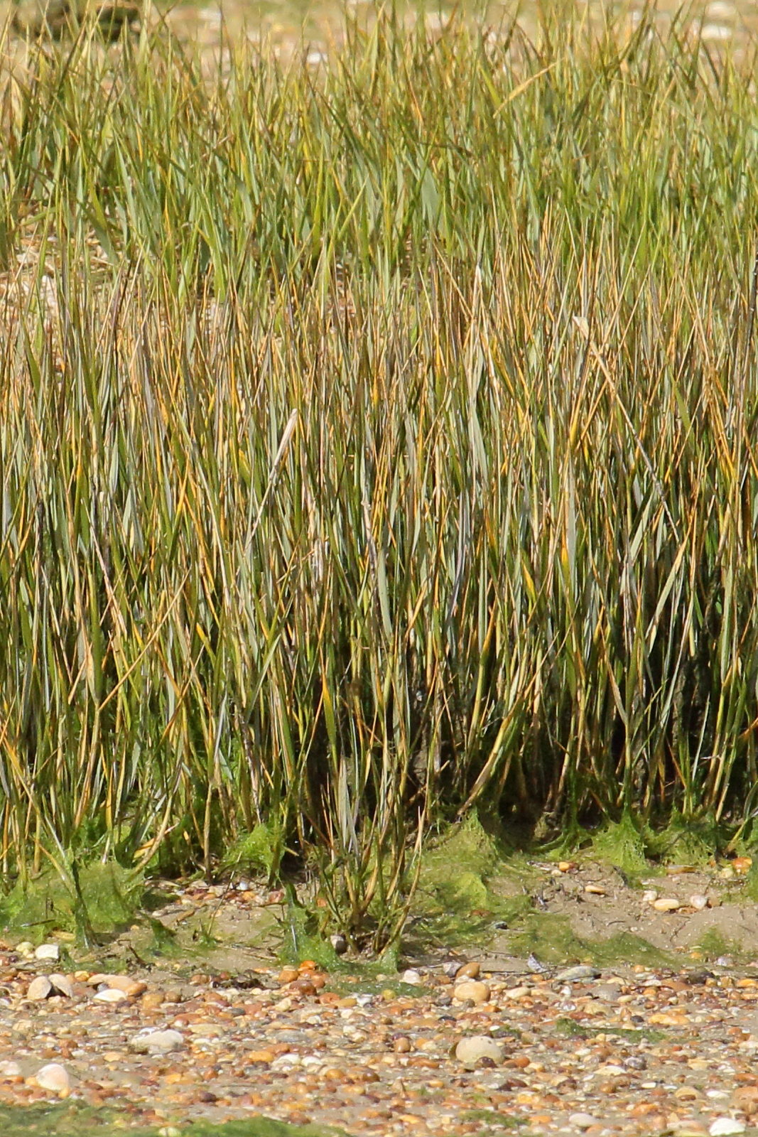 spartina_maritima2md
