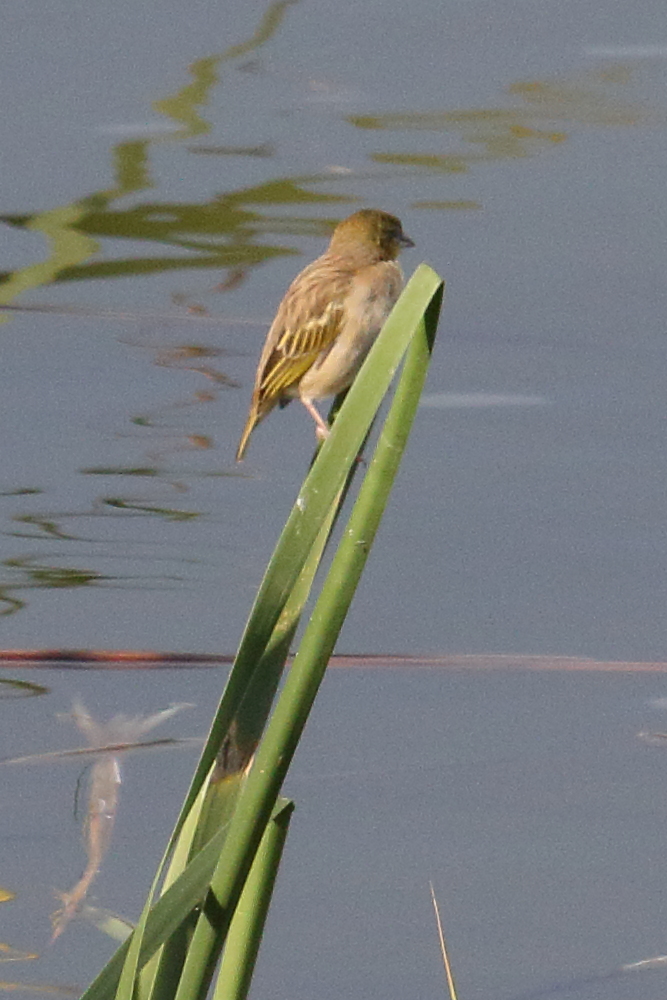 tisserin_a_tete_noire_-_ploceus_malanocephalus2md