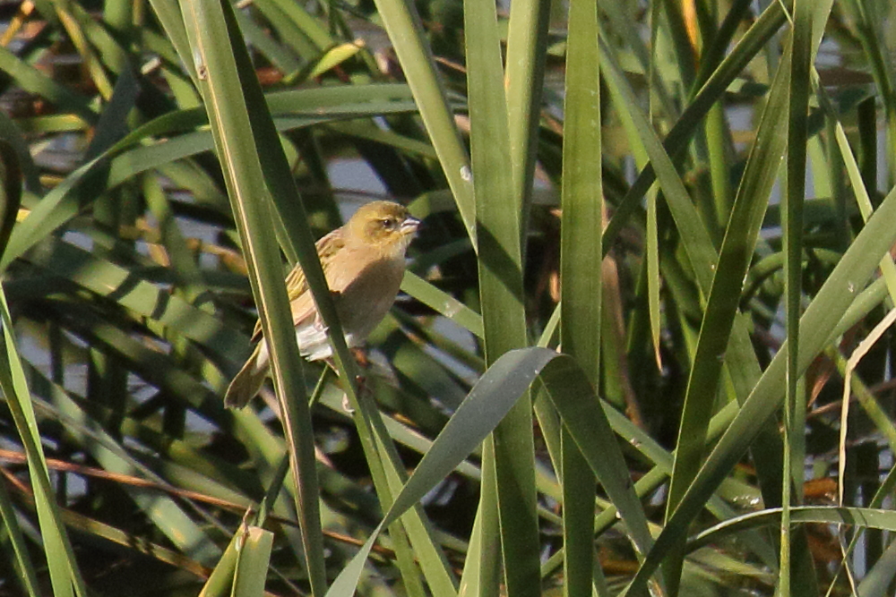 tisserin_a_tete_noire_-_ploceus_melanocephalus1md