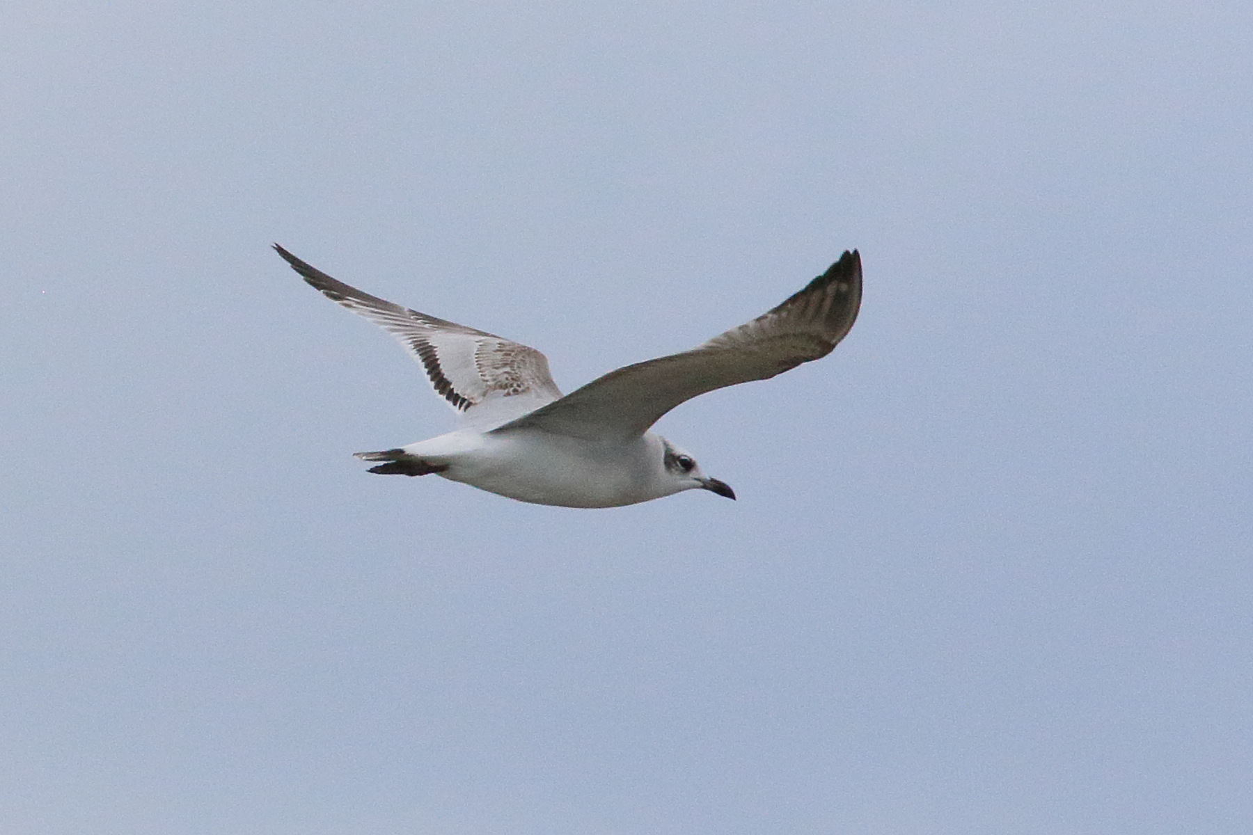 goeland_d-audouin_-_ichthyaetus_audouinii4bd
