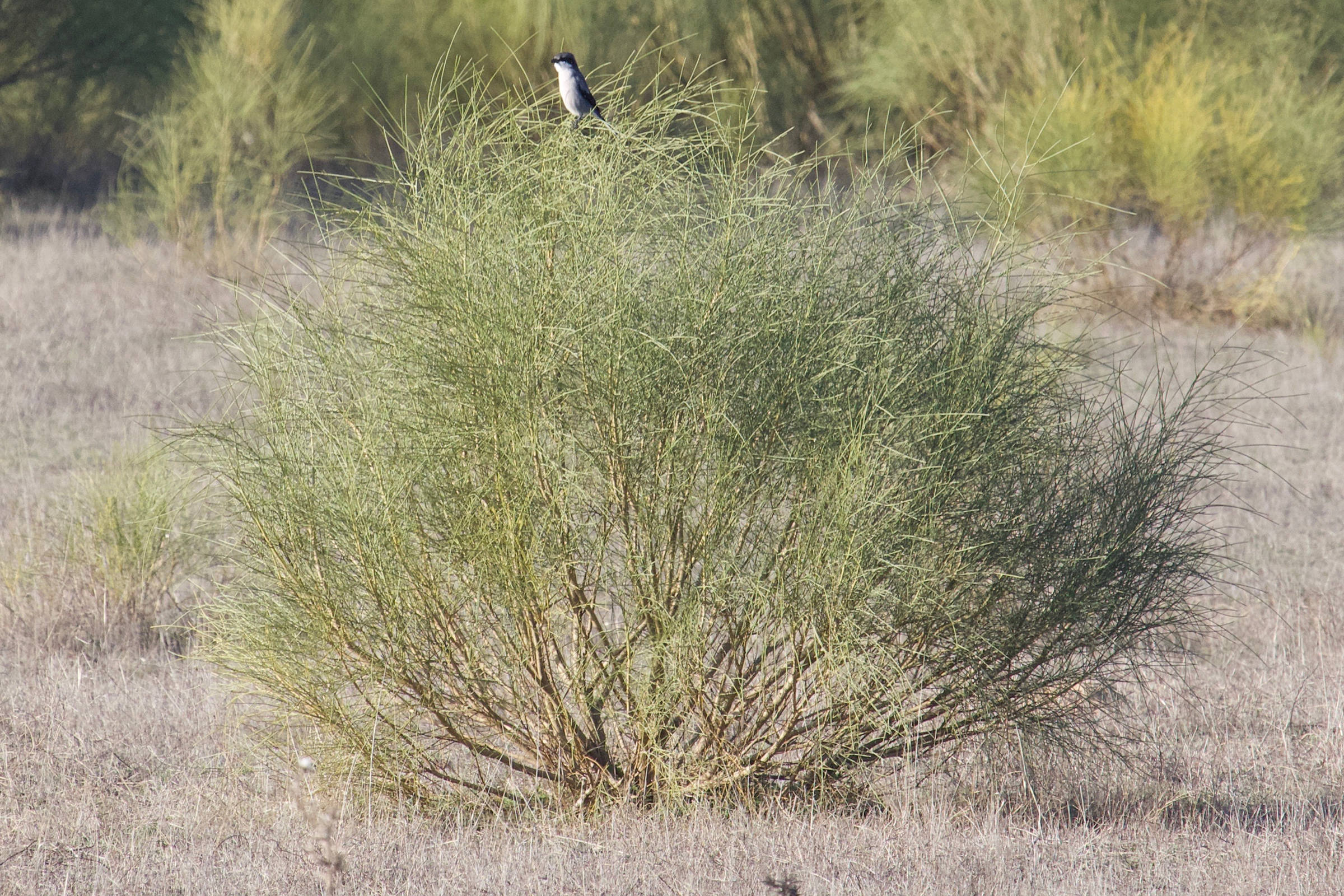 retama_monosperma3md