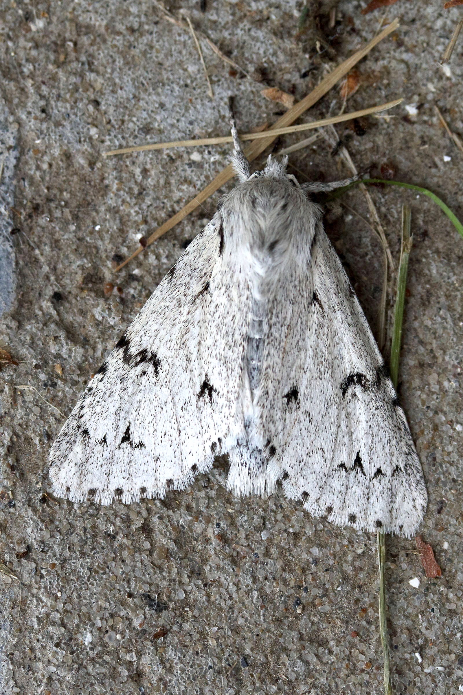 acronicta_leporina1md