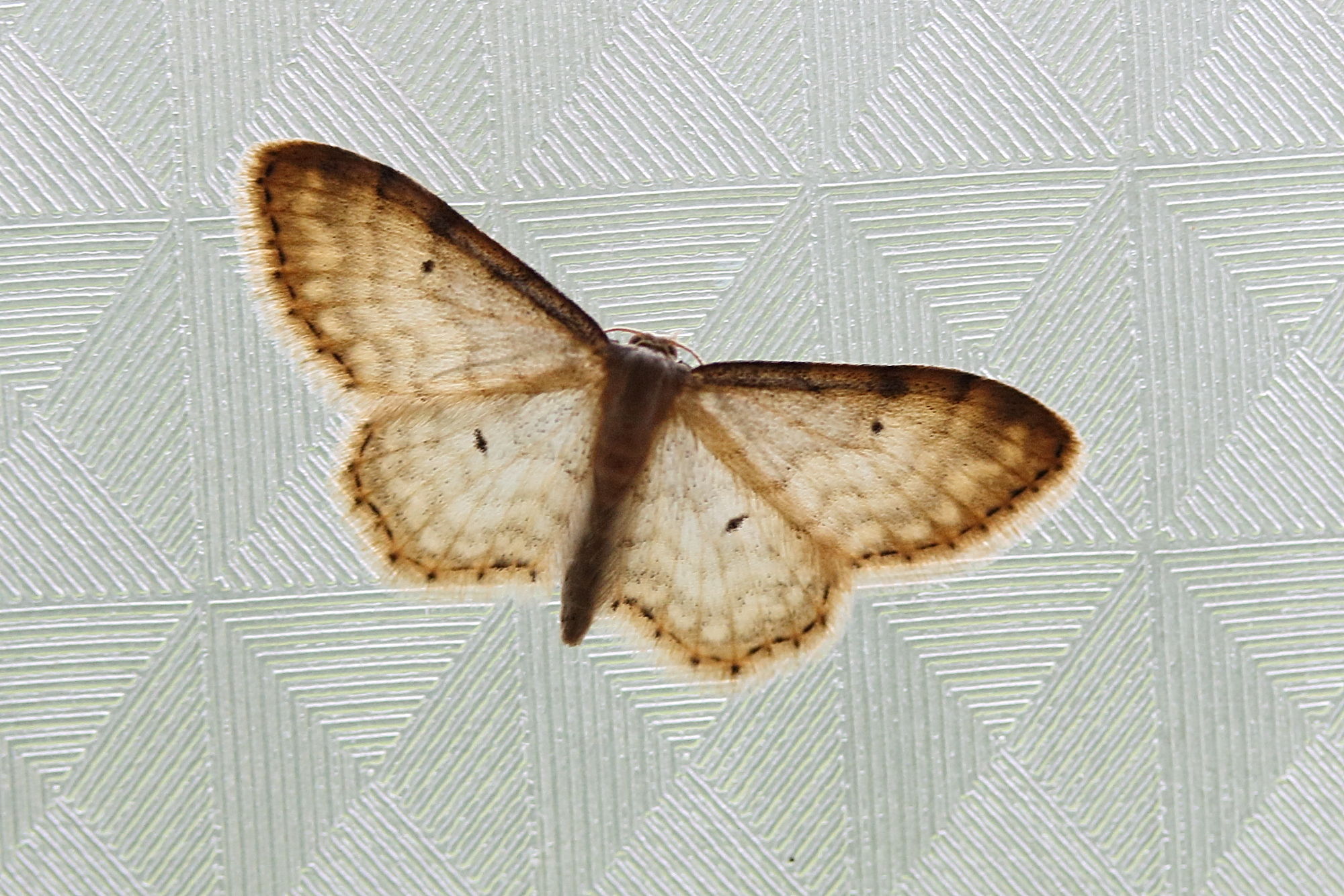 idaea_fuscovenosa2md