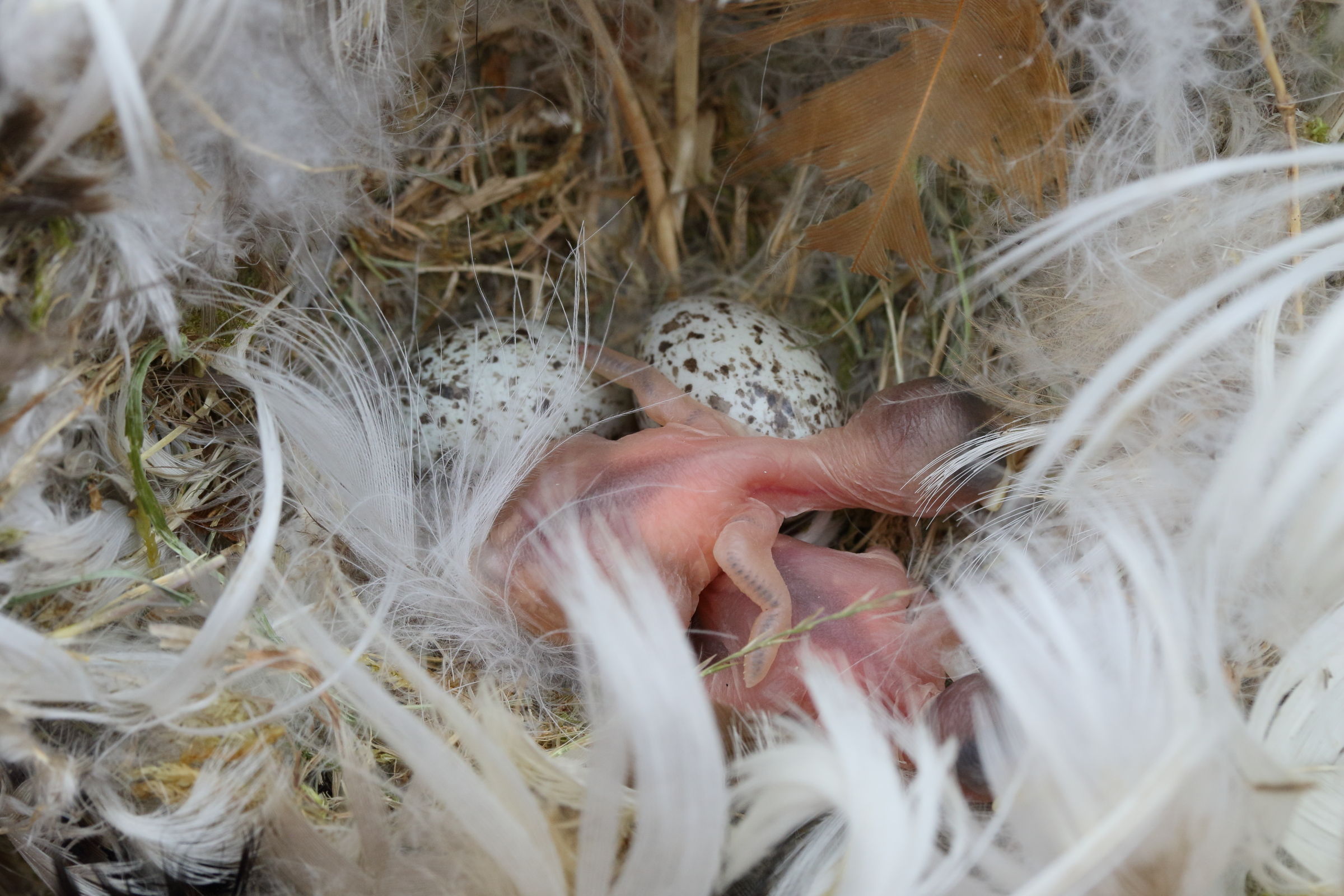 moineau_domestique_-_passer_domesticus8md