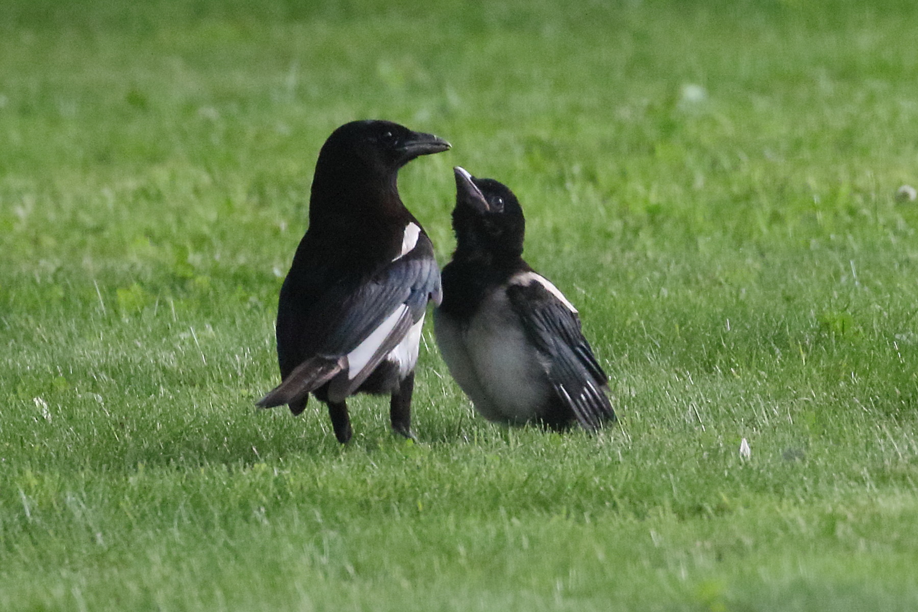 pie_bavarde_-_pica_pica9bd