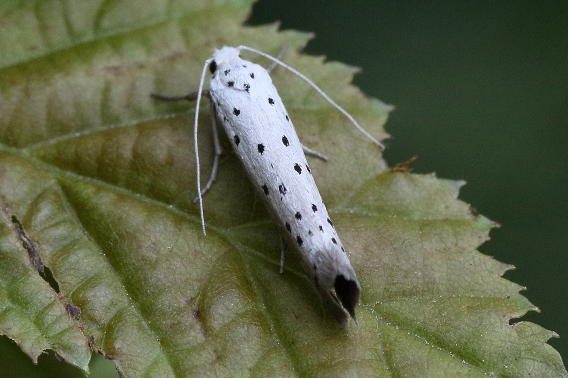 Afficher le média yponomeuta_padella2md yponomeuta_padella2md