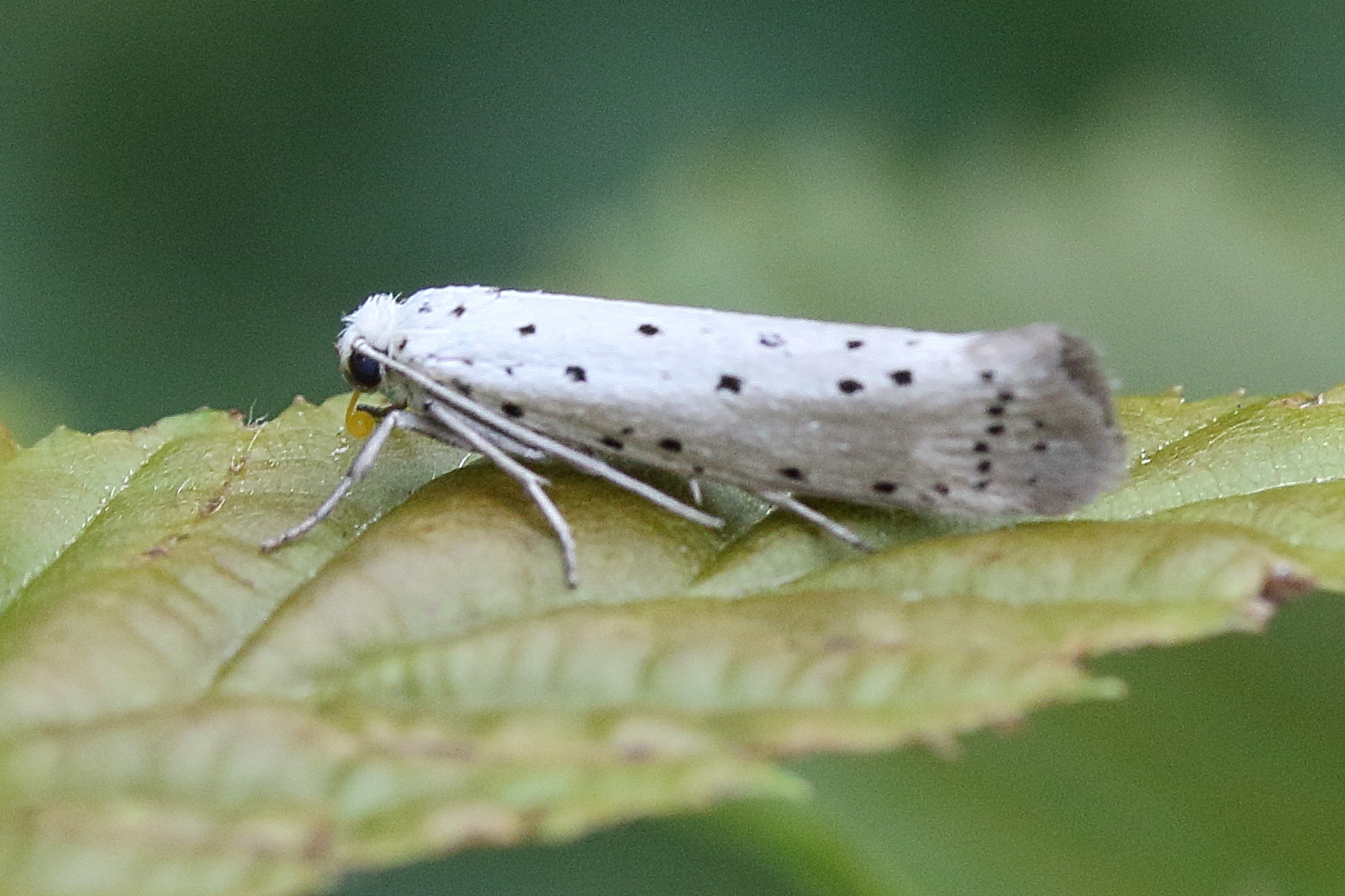 Afficher le média yponomeuta_padella3md yponomeuta_padella3md