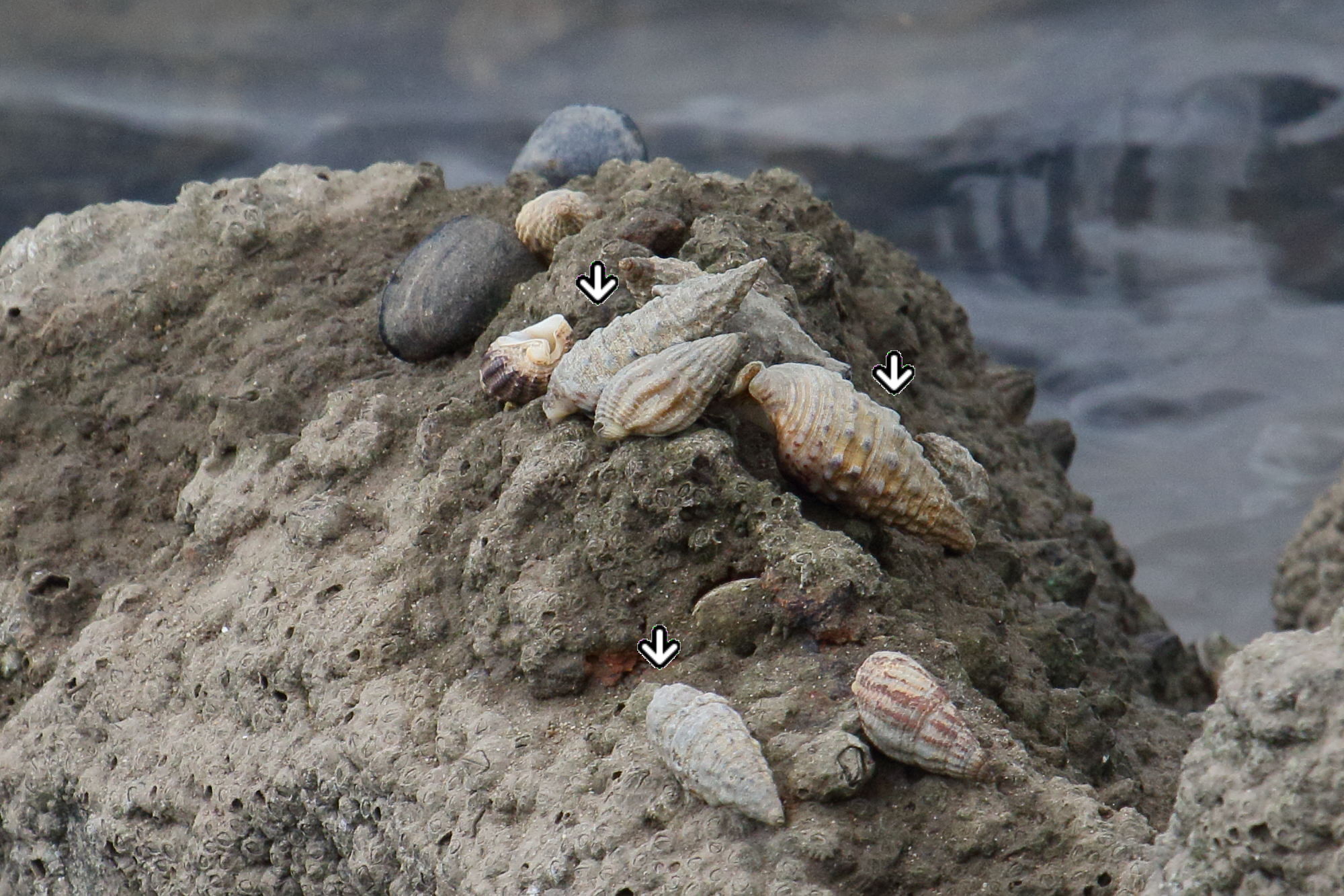 cerithium_vulgatum5md