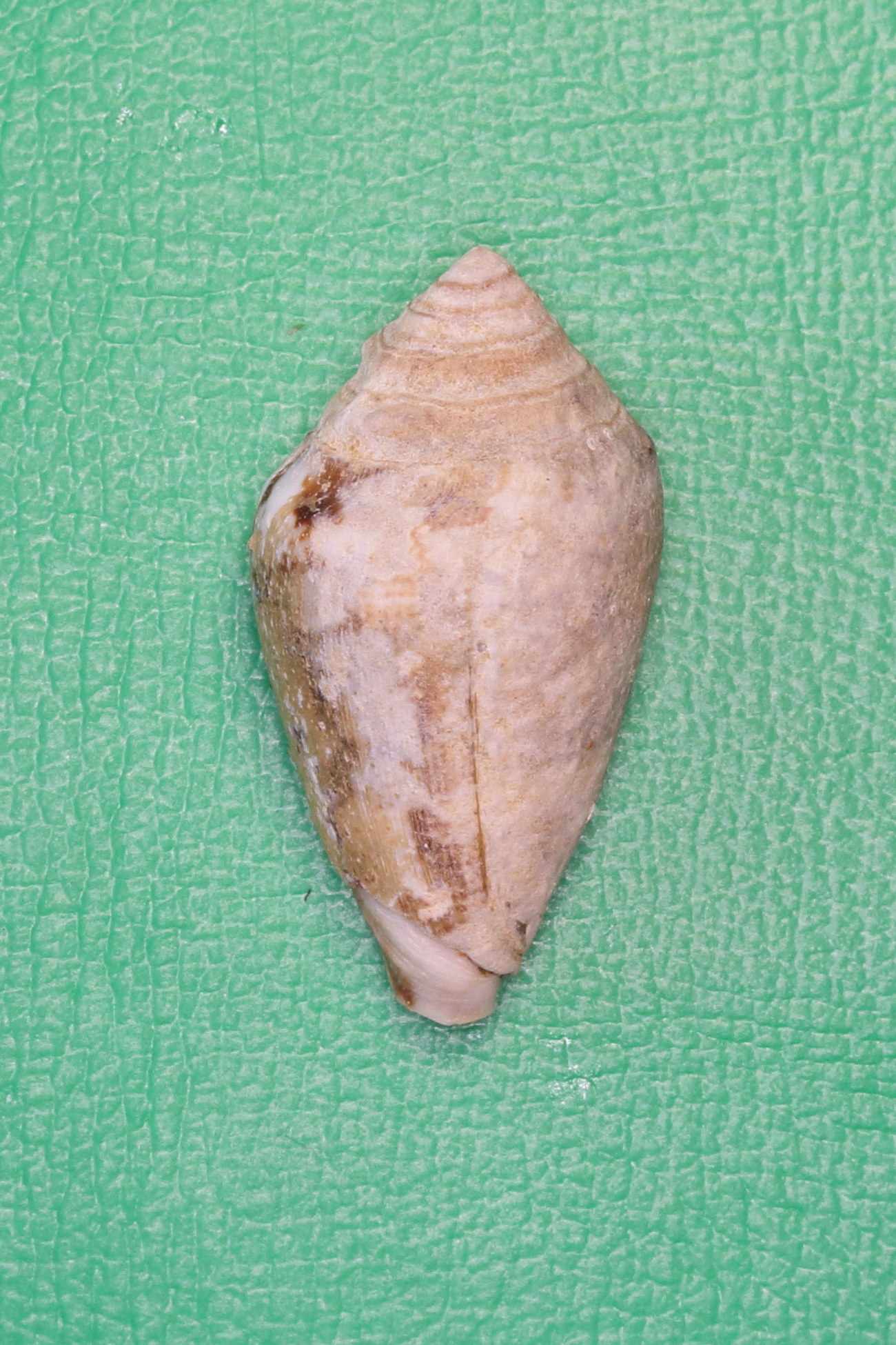 conus_ventricosus1md