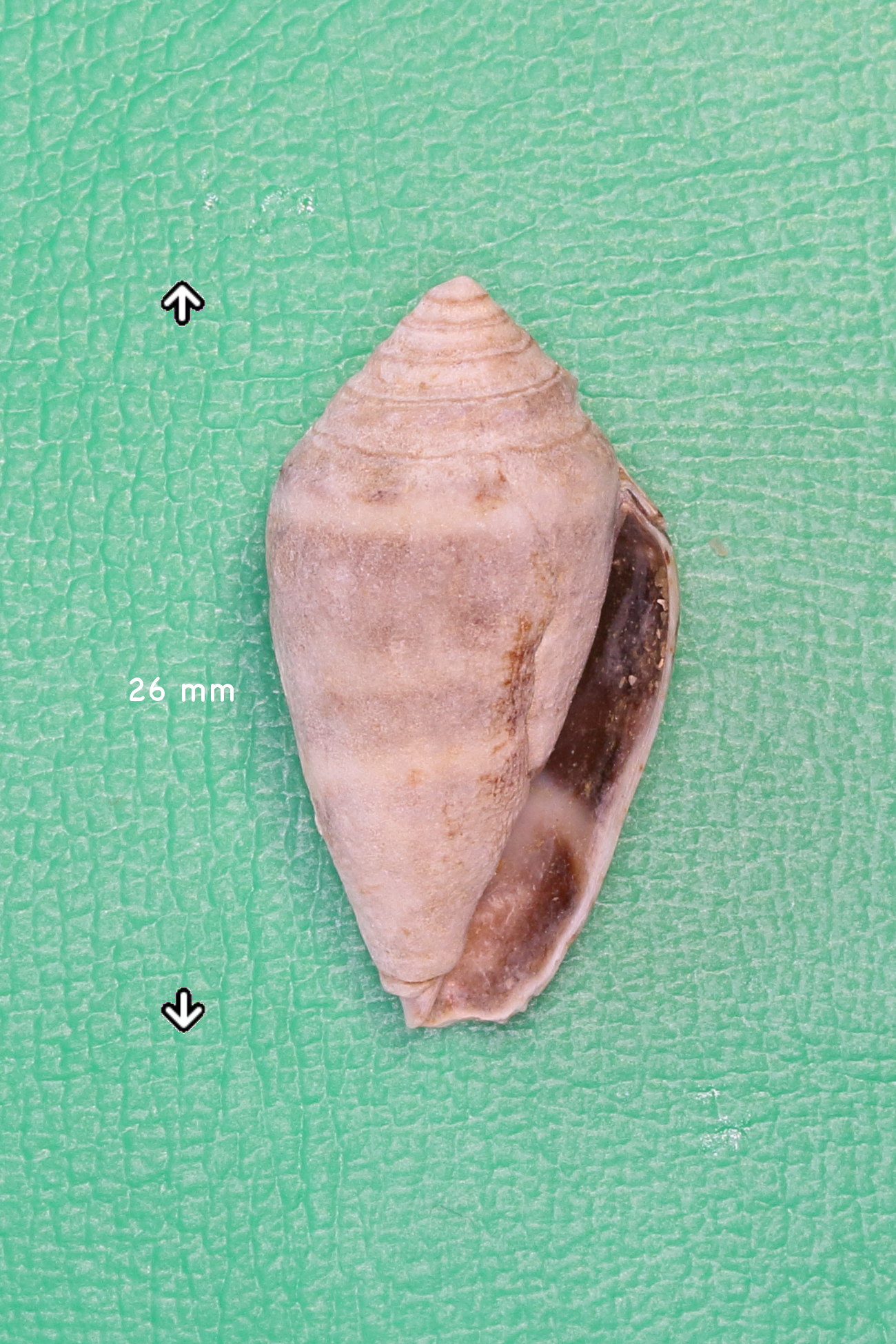 conus_ventricosus2md