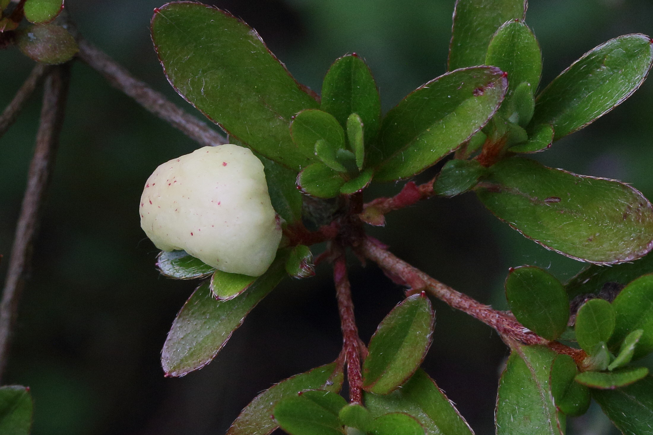 Afficher le média exobasidium_rhododendri_galle4md exobasidium_rhododendri_galle4md