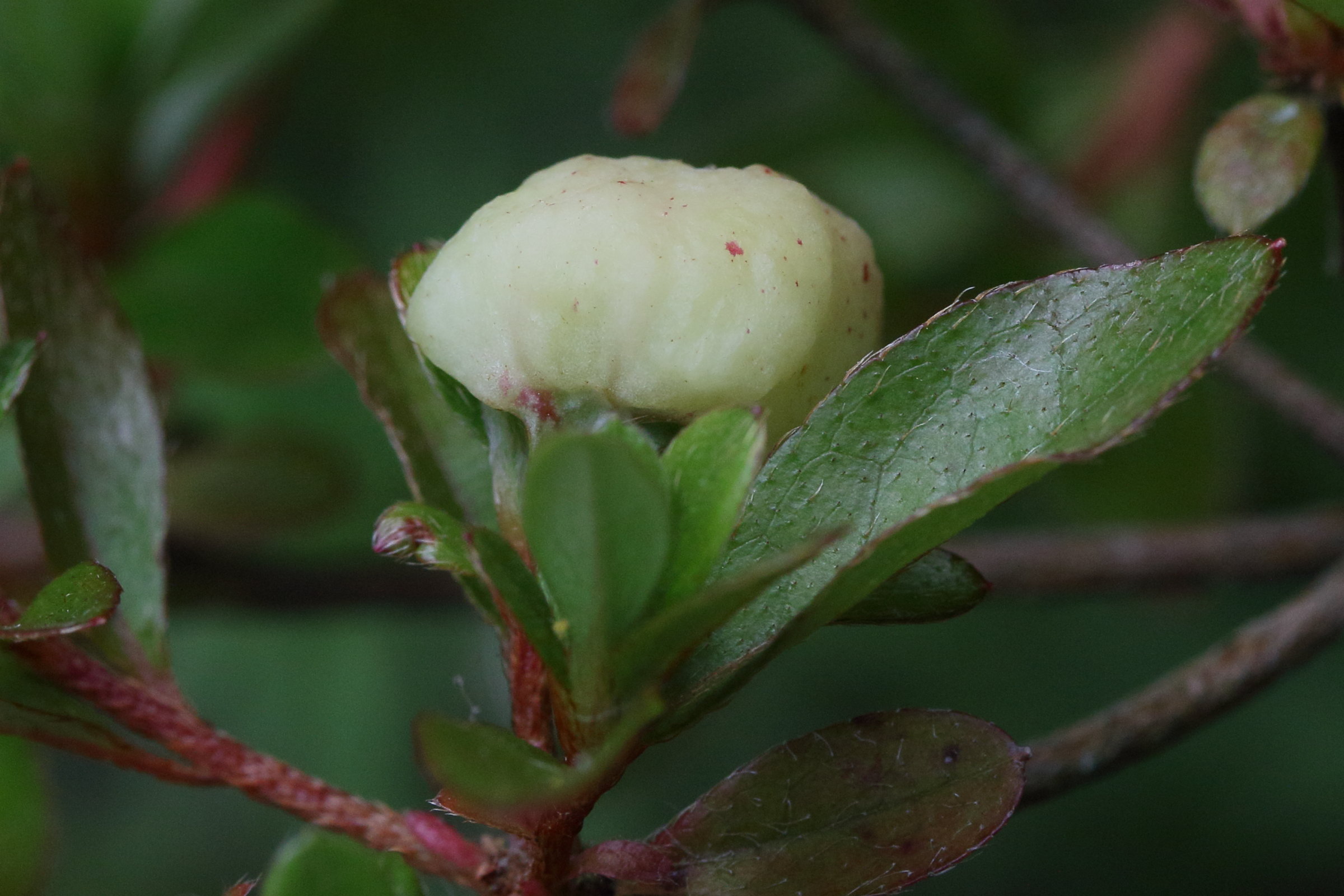Afficher le média exobasidium_rhododendri_galle5md exobasidium_rhododendri_galle5md