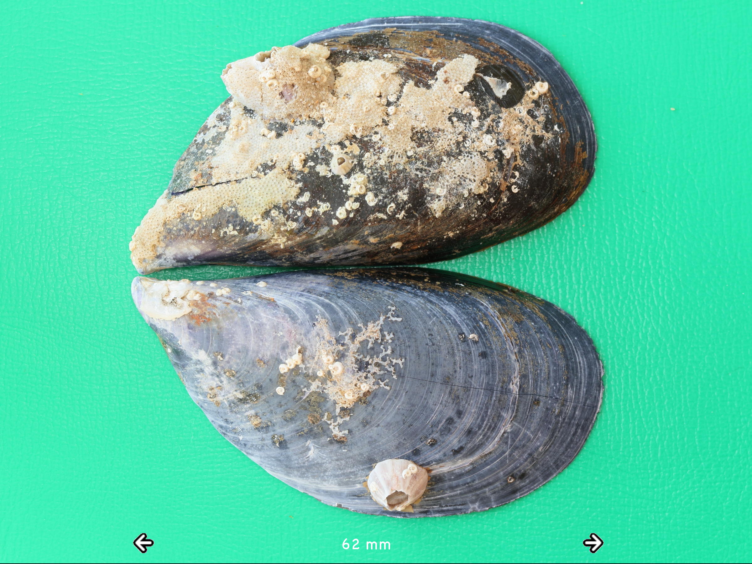 mytilus_galloprovincialis4md