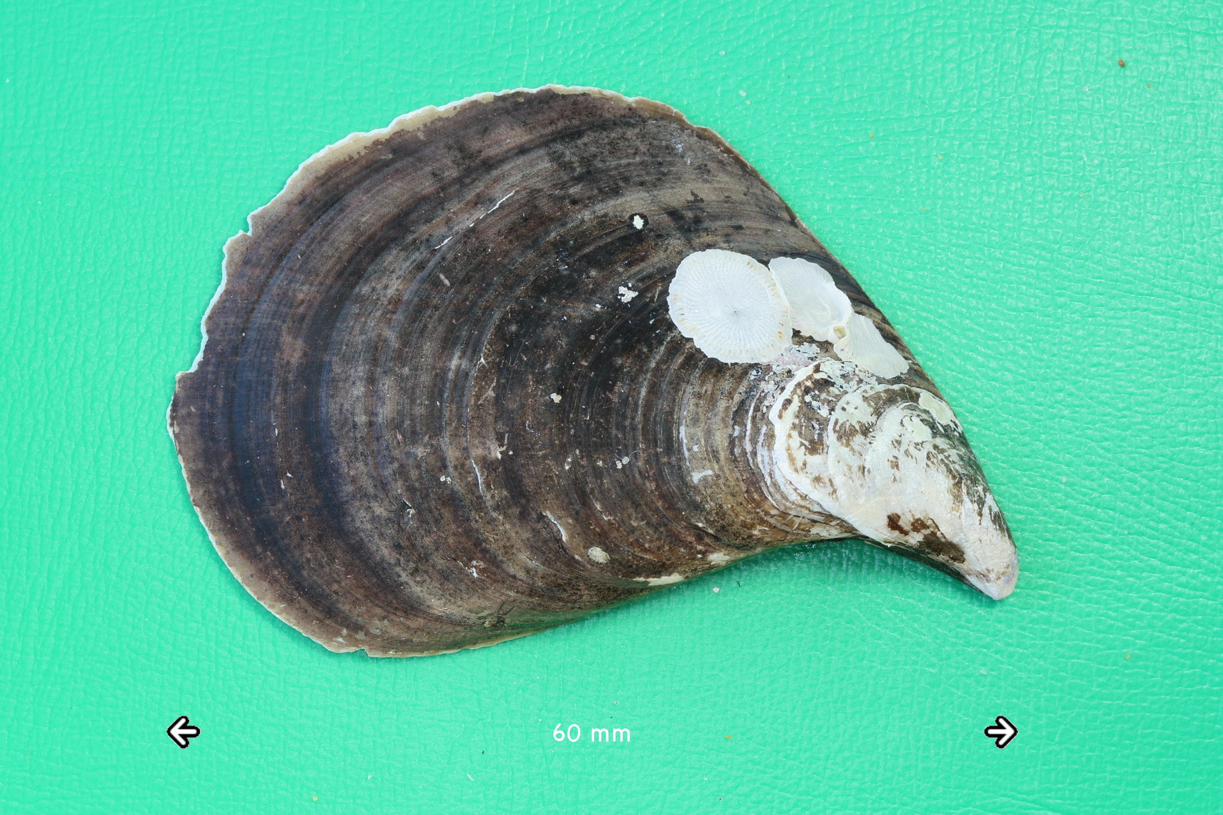 mytilus_galloprovincialis5md