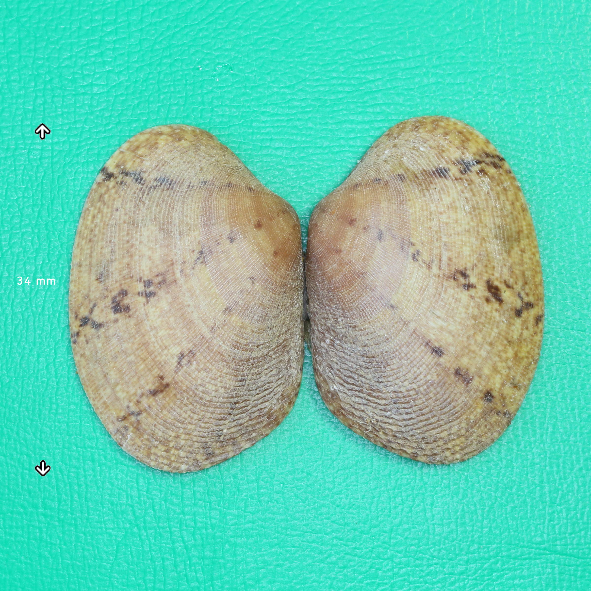 polititapes_aureus1md