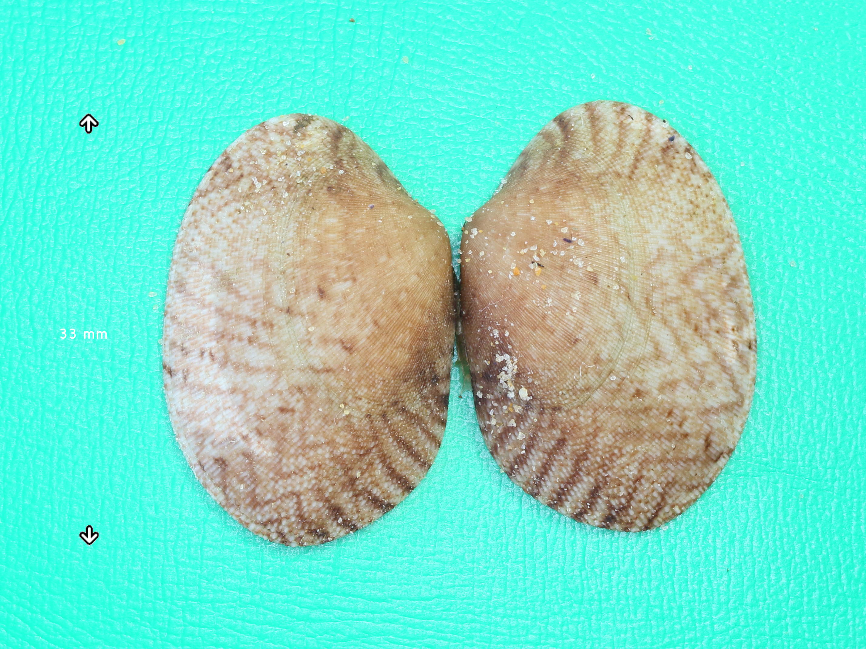 polititapes_aureus2md