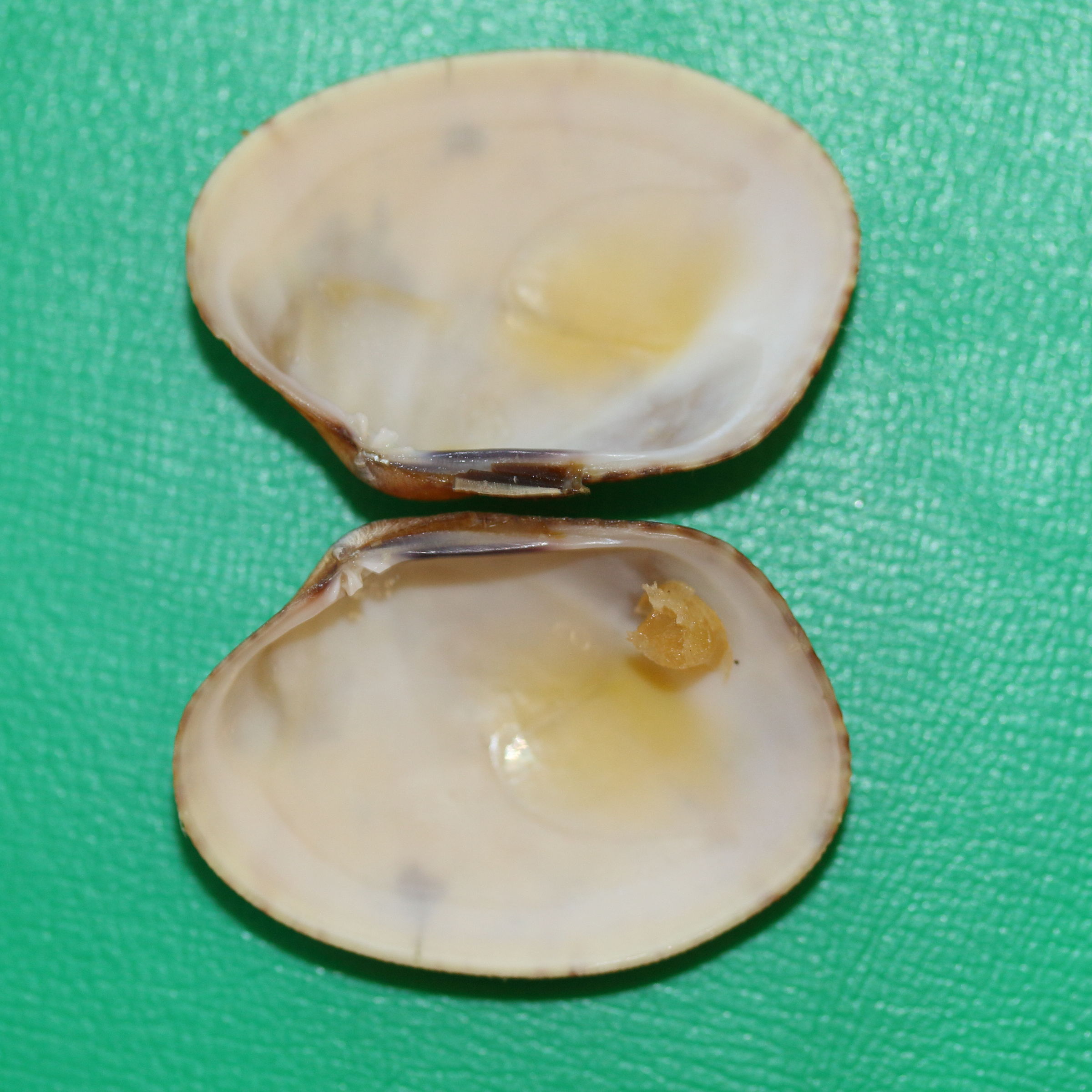 polititapes_aureus3md