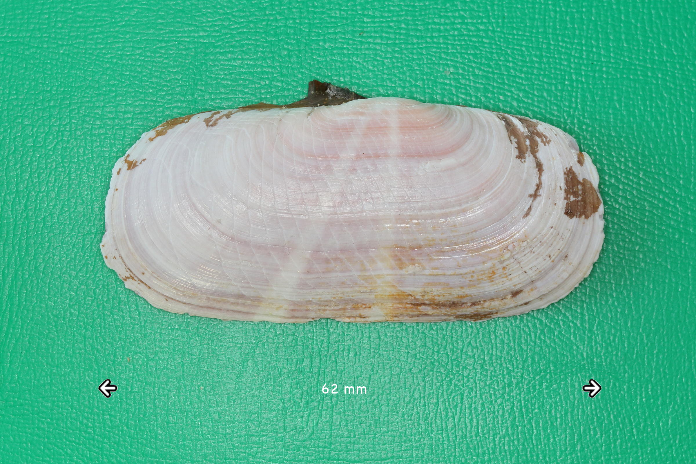 Afficher le média solecurtus_strigilatus1md solecurtus_strigilatus1md