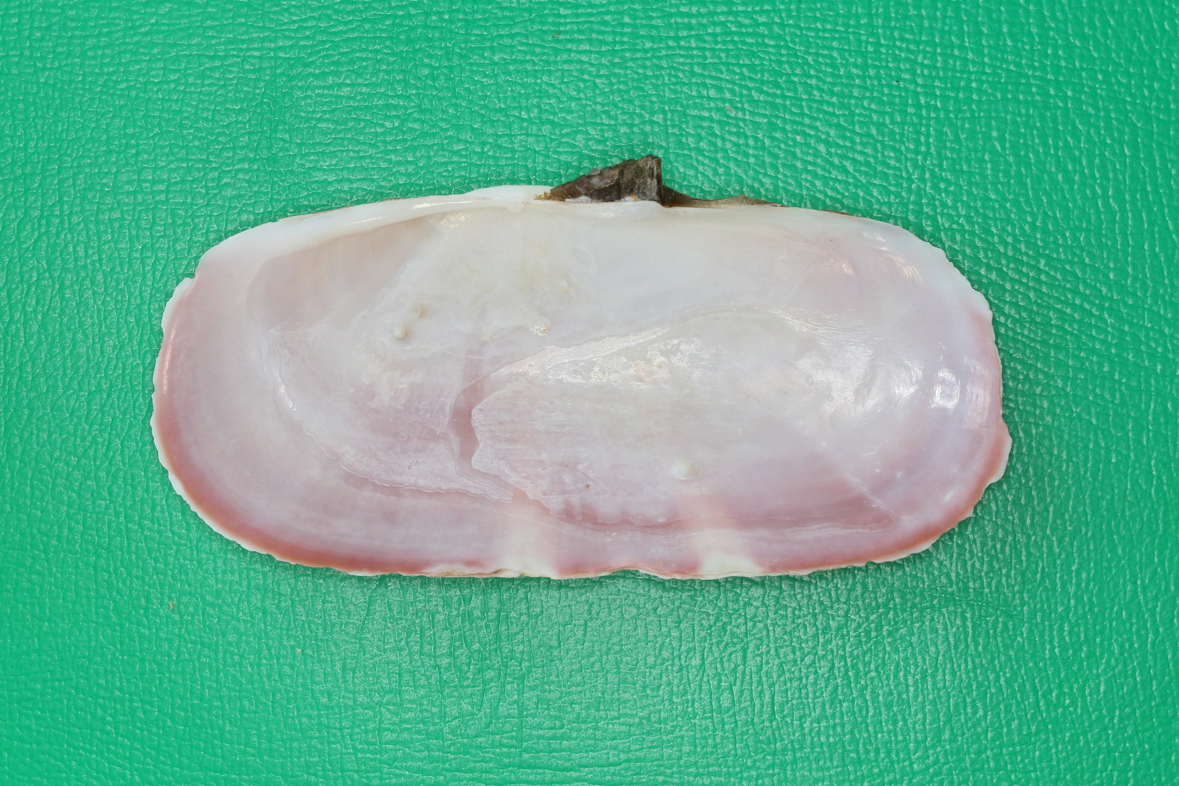 Afficher le média solecurtus_strigilatus2md solecurtus_strigilatus2md