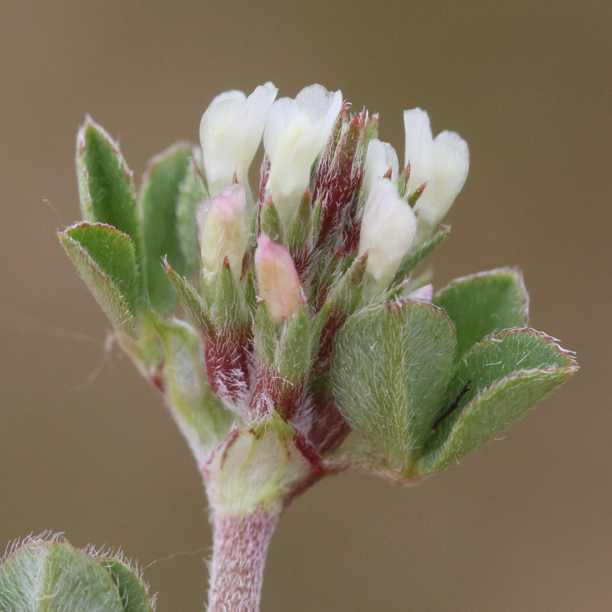 trifolium_scabrum2md