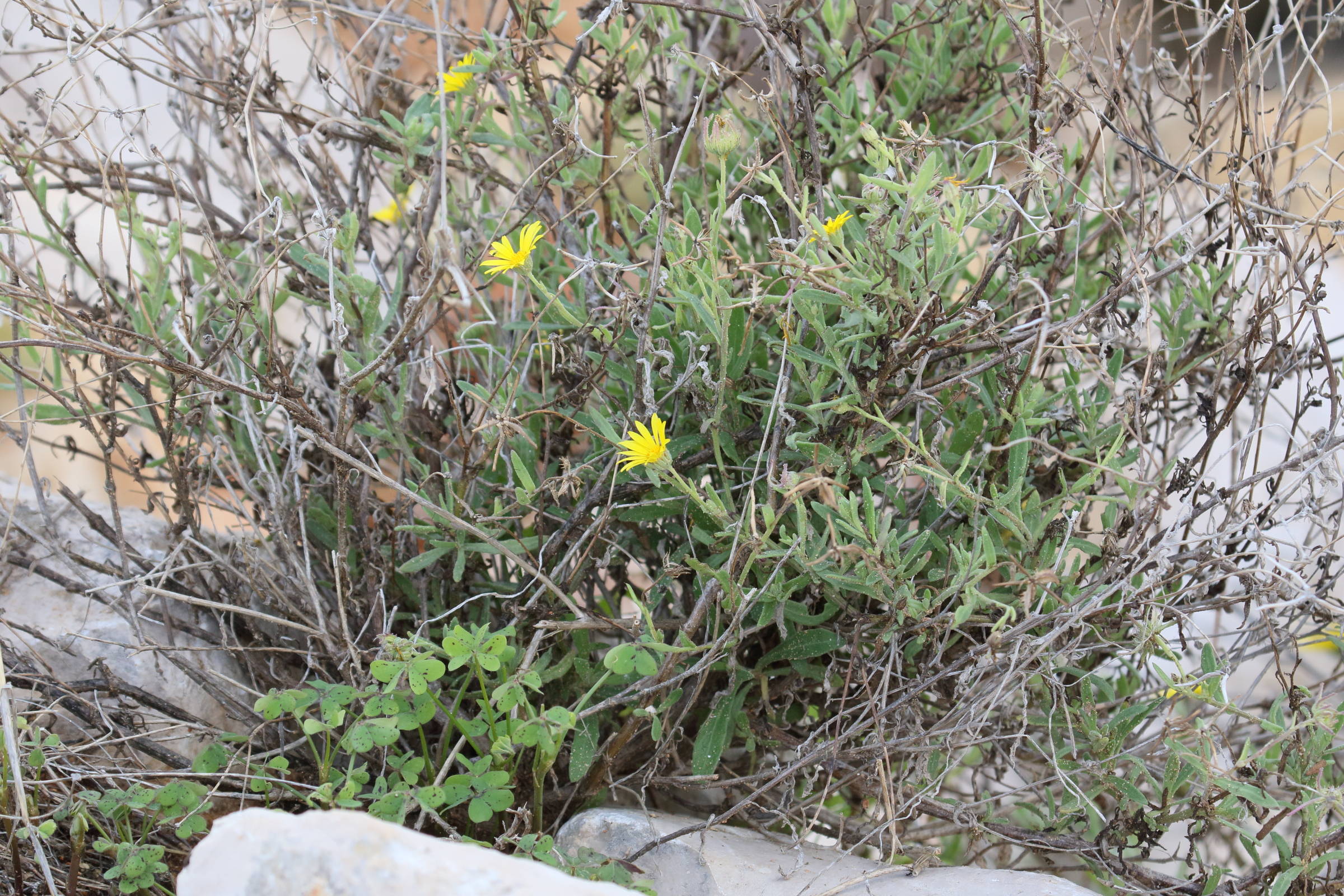 calendula_suffruticosa1md