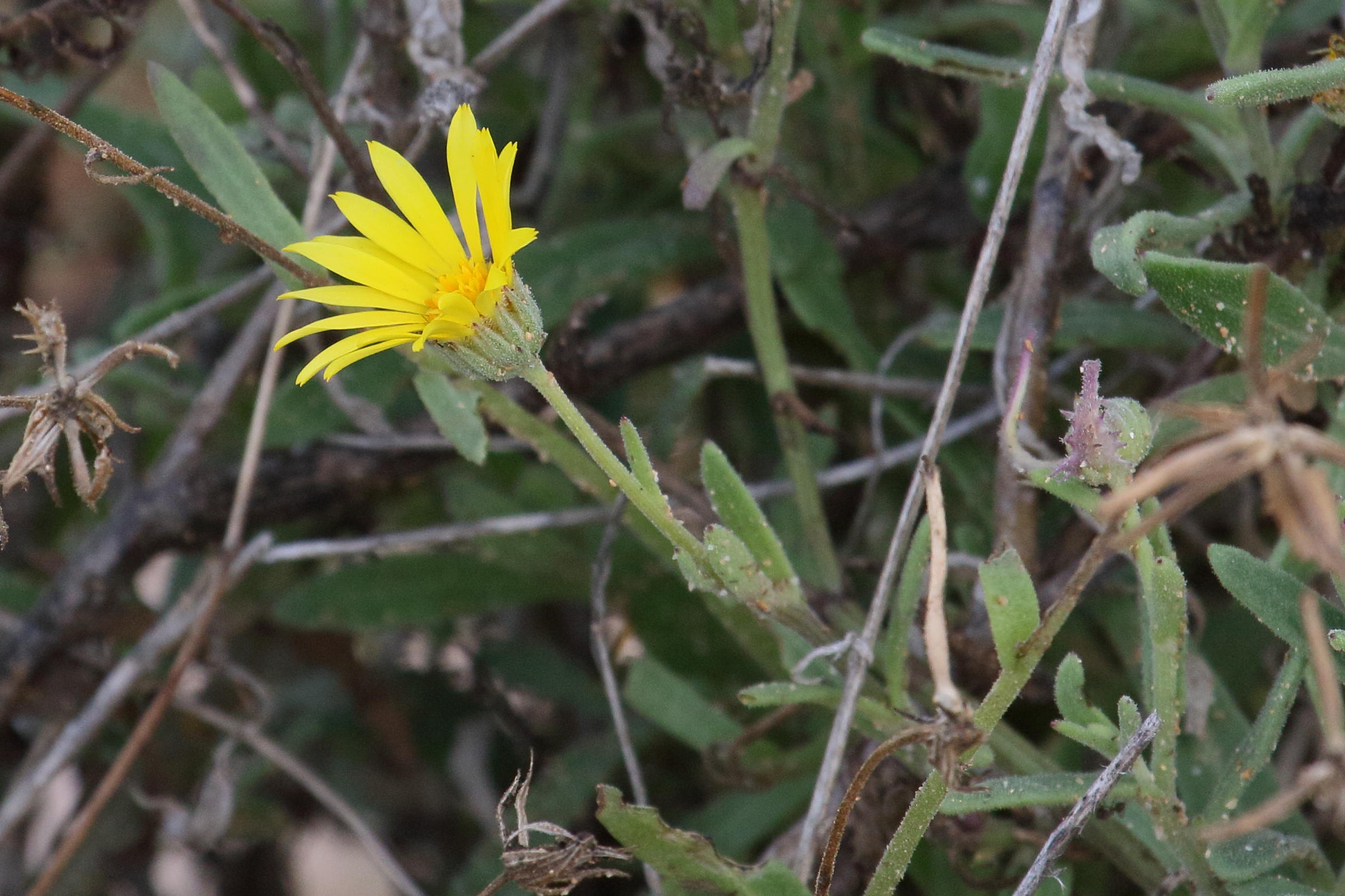 calendula_suffruticosa2md
