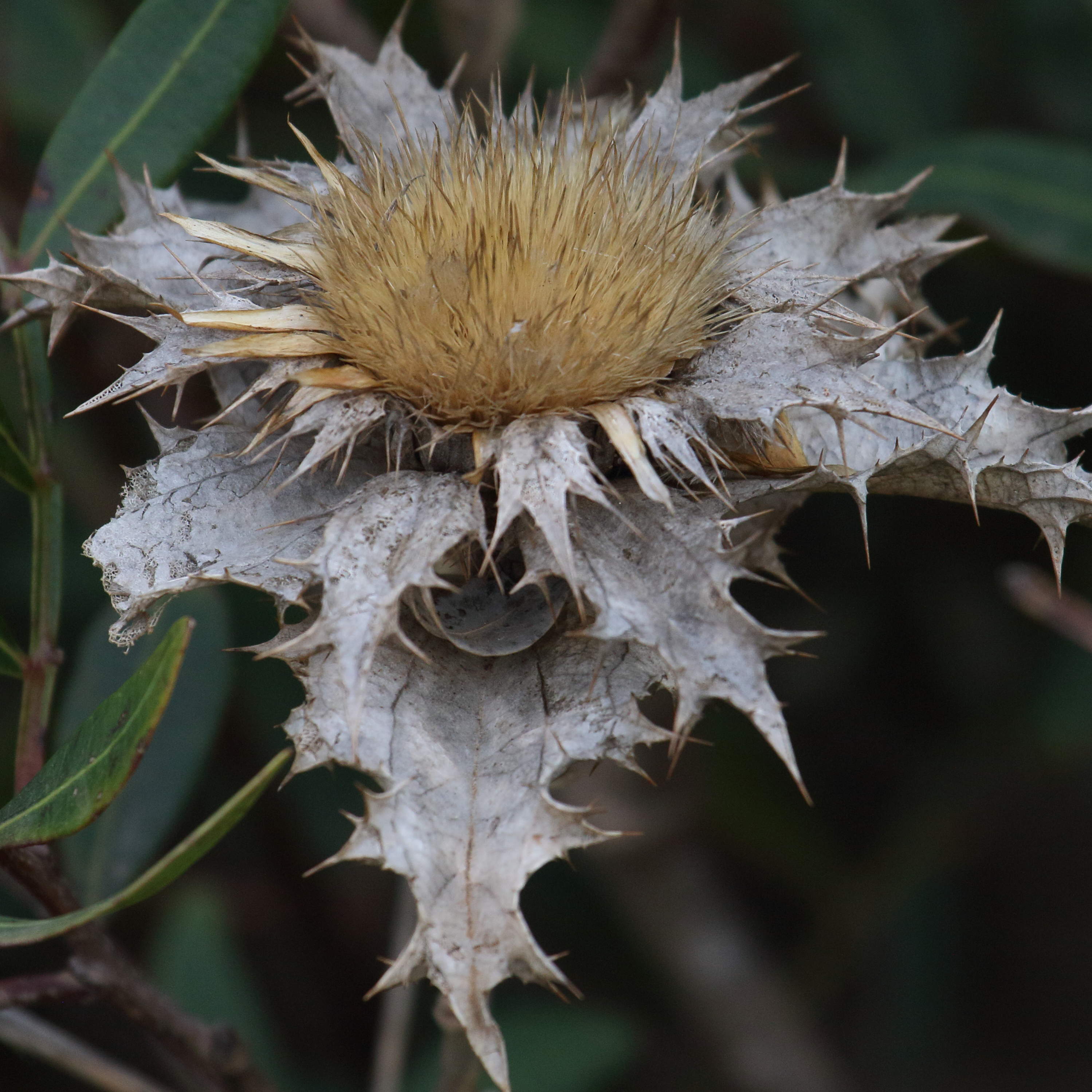 carlina_hispanica2md