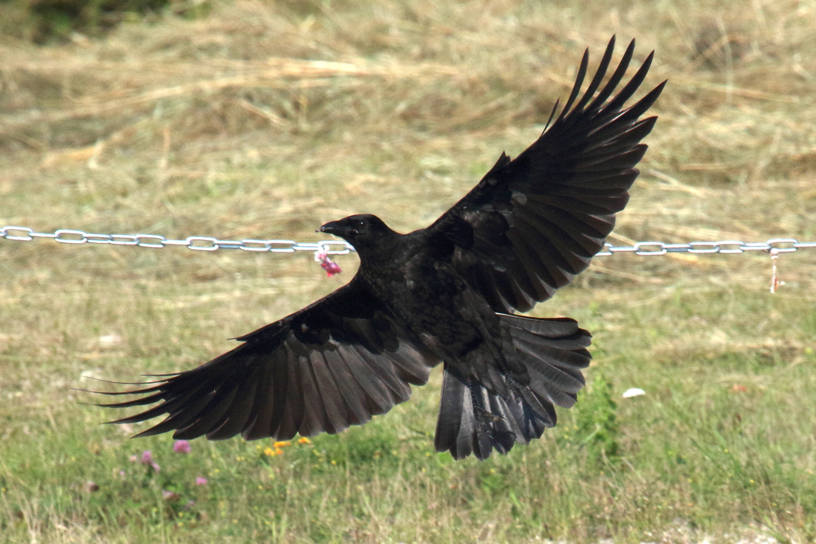 corneille_noire_-_corvus_corone2md