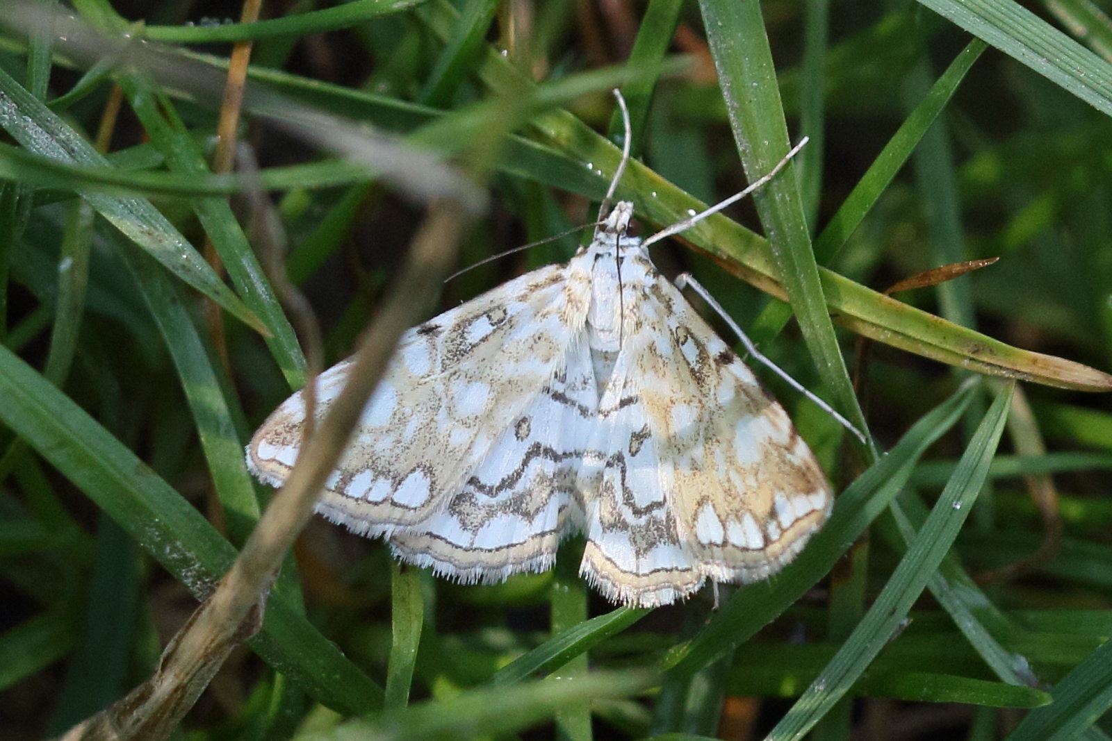 Afficher le média elophila_nymphaeata4md elophila_nymphaeata4md