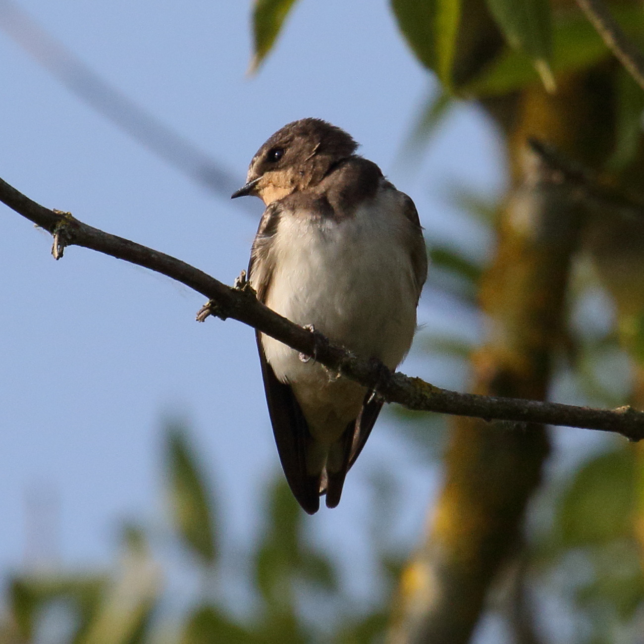 hirondelle_de_rivage_-_riparia_riparia6md