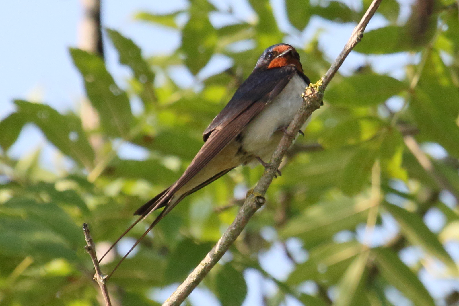hirondelle_rustique_-_hirundo_rustica12md