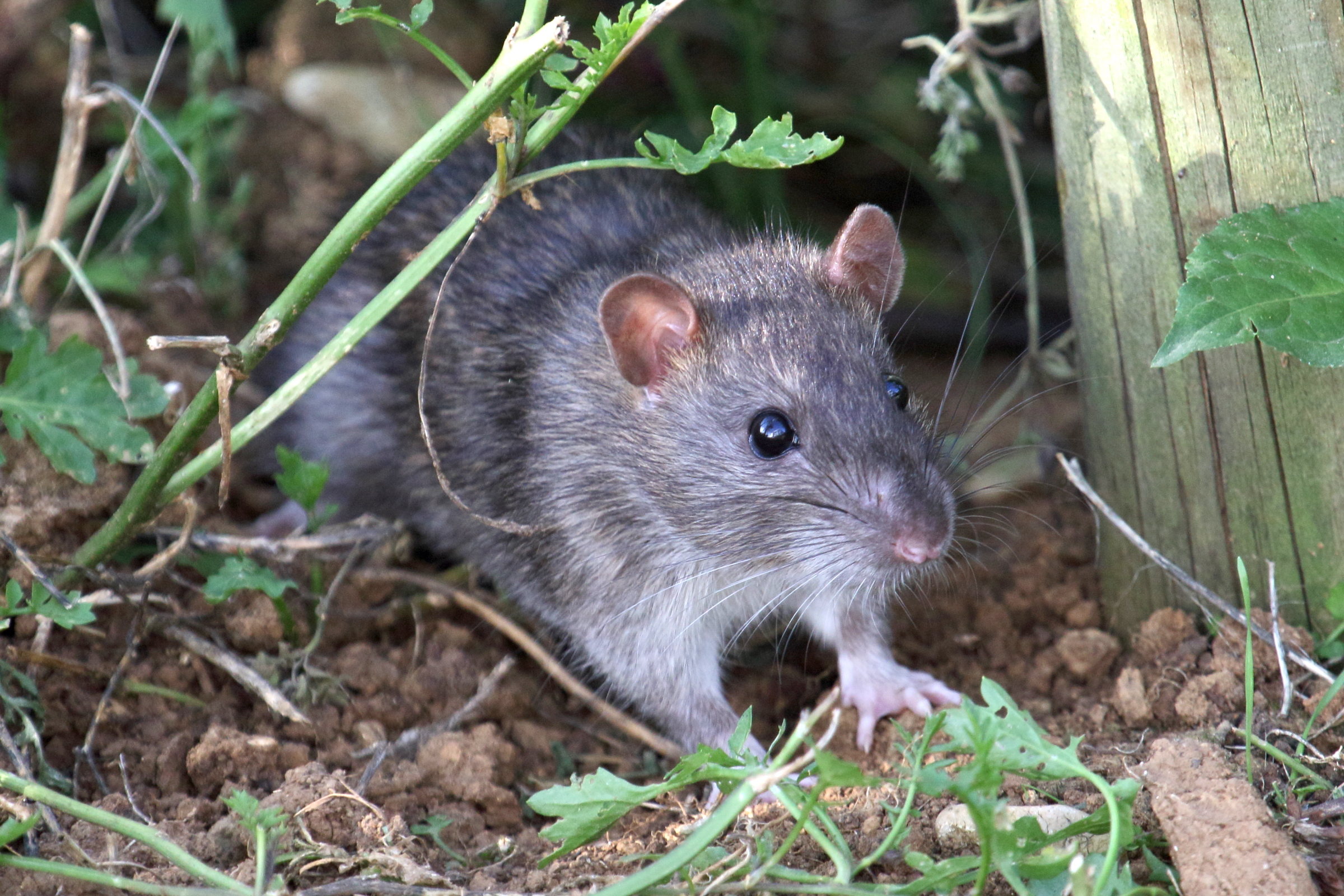 Sysbio Base De Donn es De Syst matique Rattus Norvegicus Surmulot Sysbio Base De Donn es De Syst matique Rattus Norvegicus Surmulot