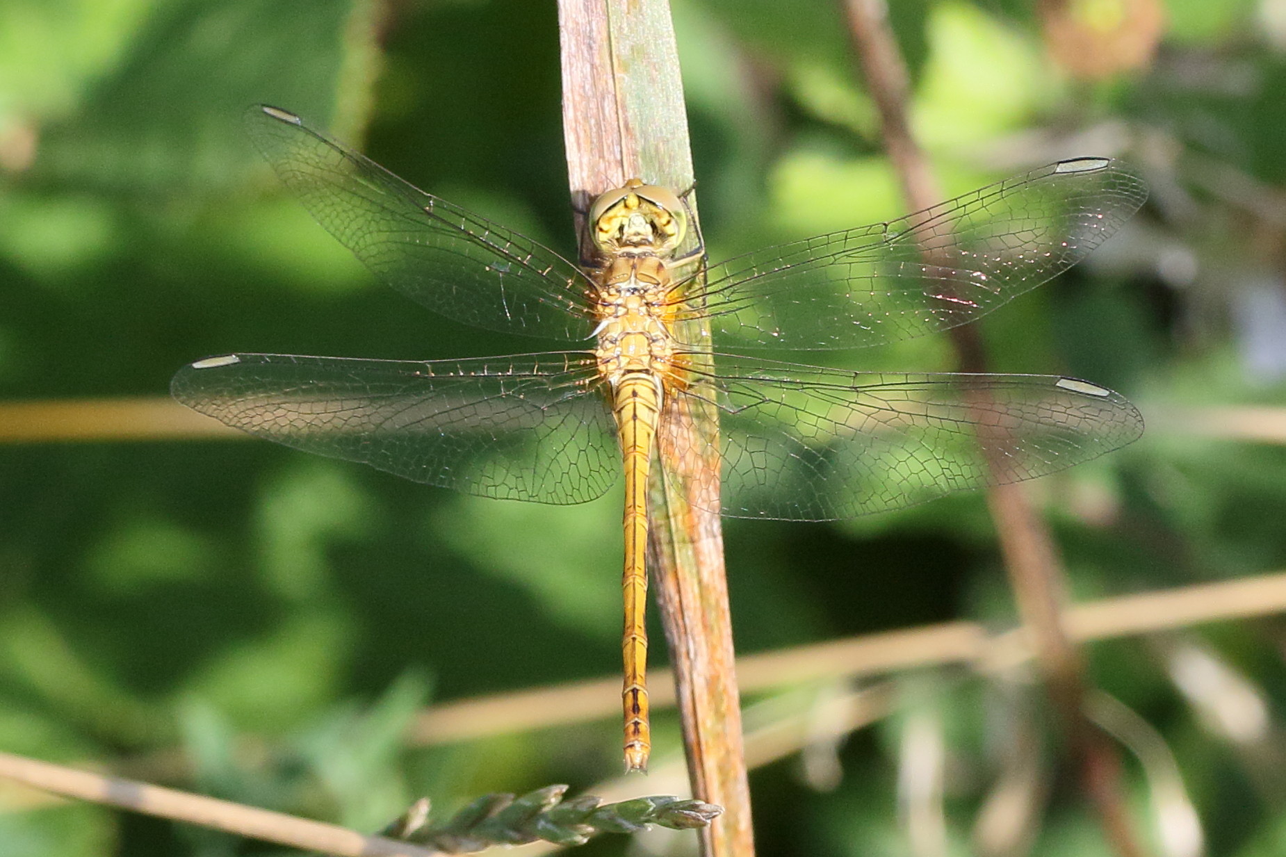 Afficher le média sympetrum_fonscolombii7md sympetrum_fonscolombii7md