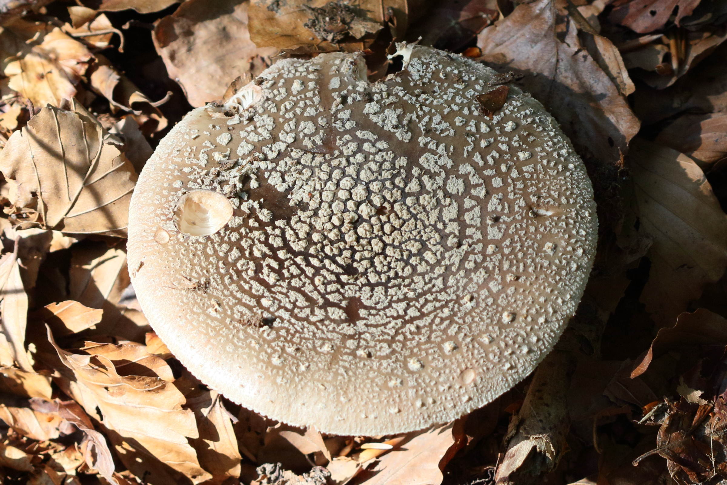 Afficher le média amanita_rubescens9md amanita_rubescens9md