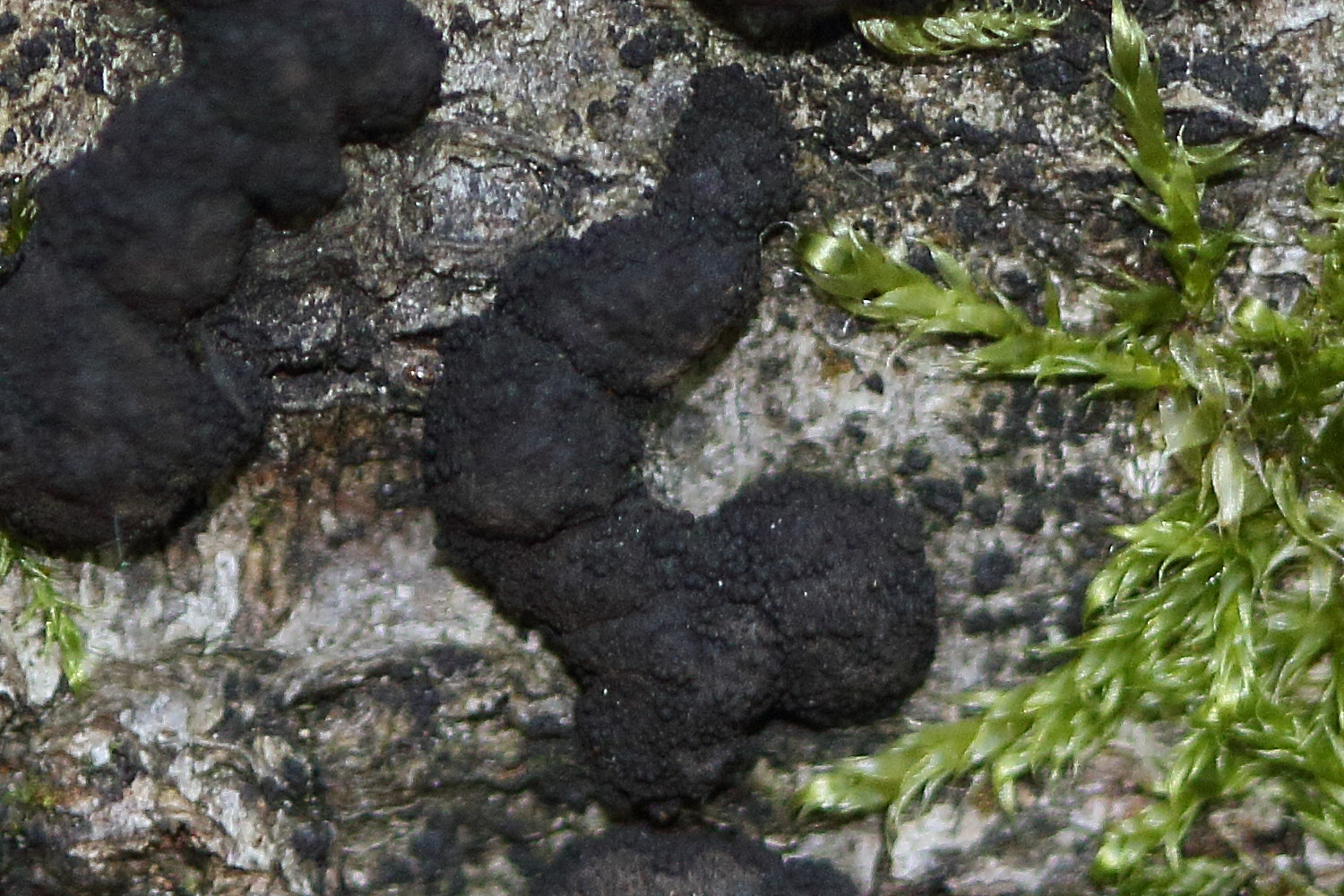 Afficher le média annulohypoxylon_multiforme2md annulohypoxylon_multiforme2md