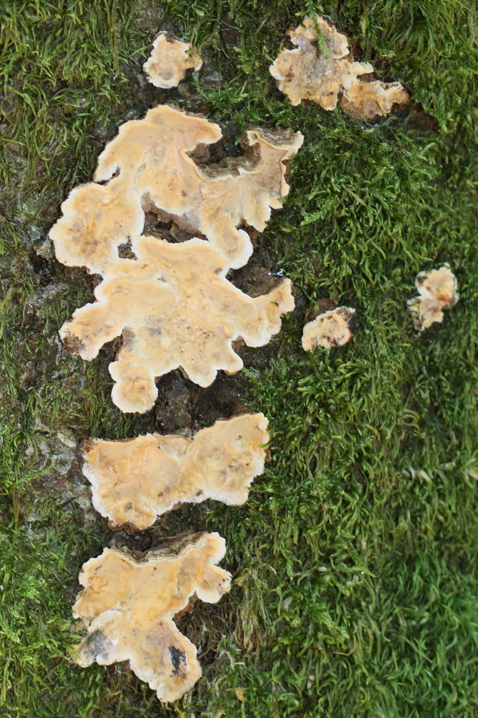 byssomerulius_corium5md