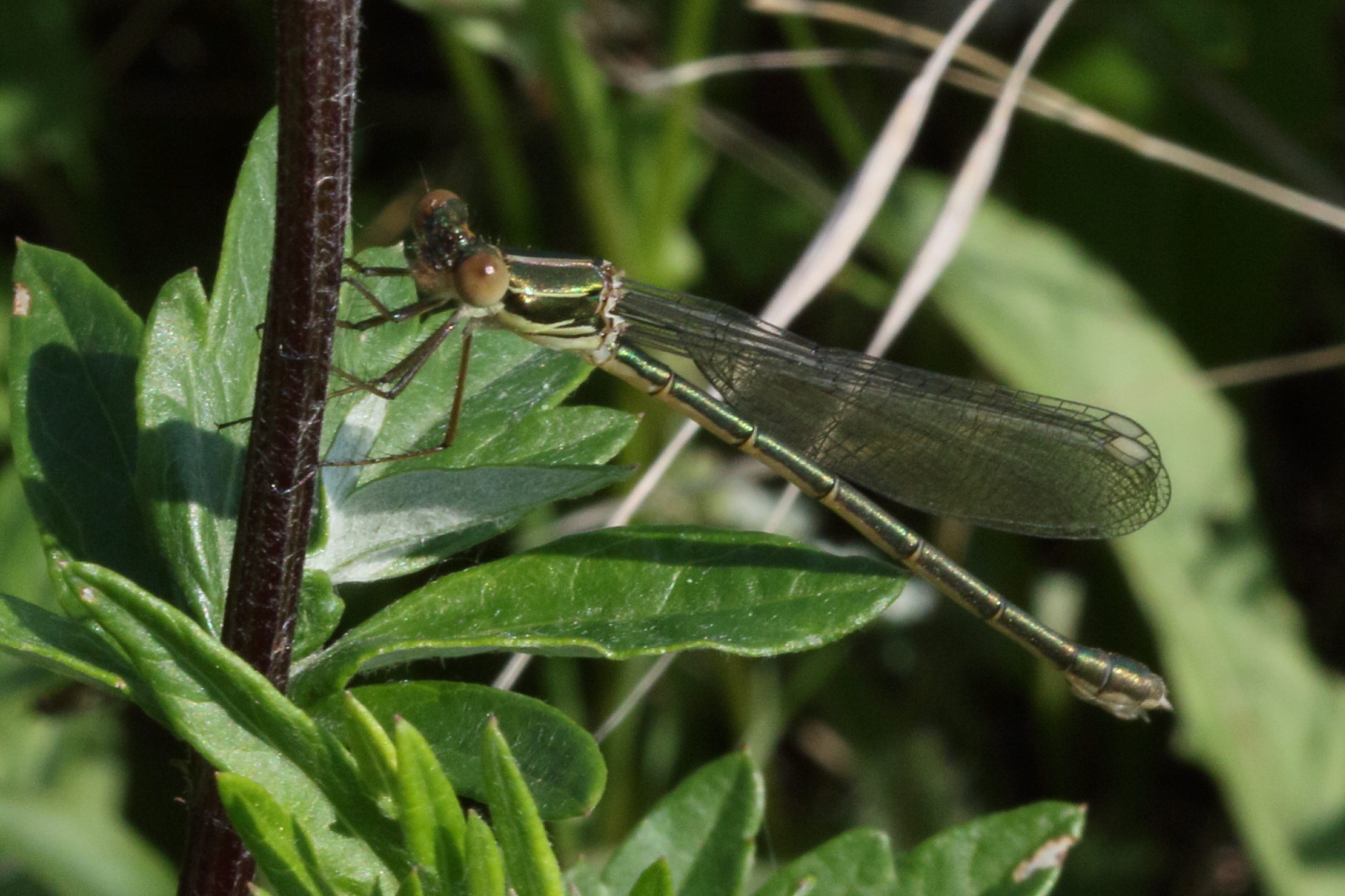 chalcolestes_viridis7md