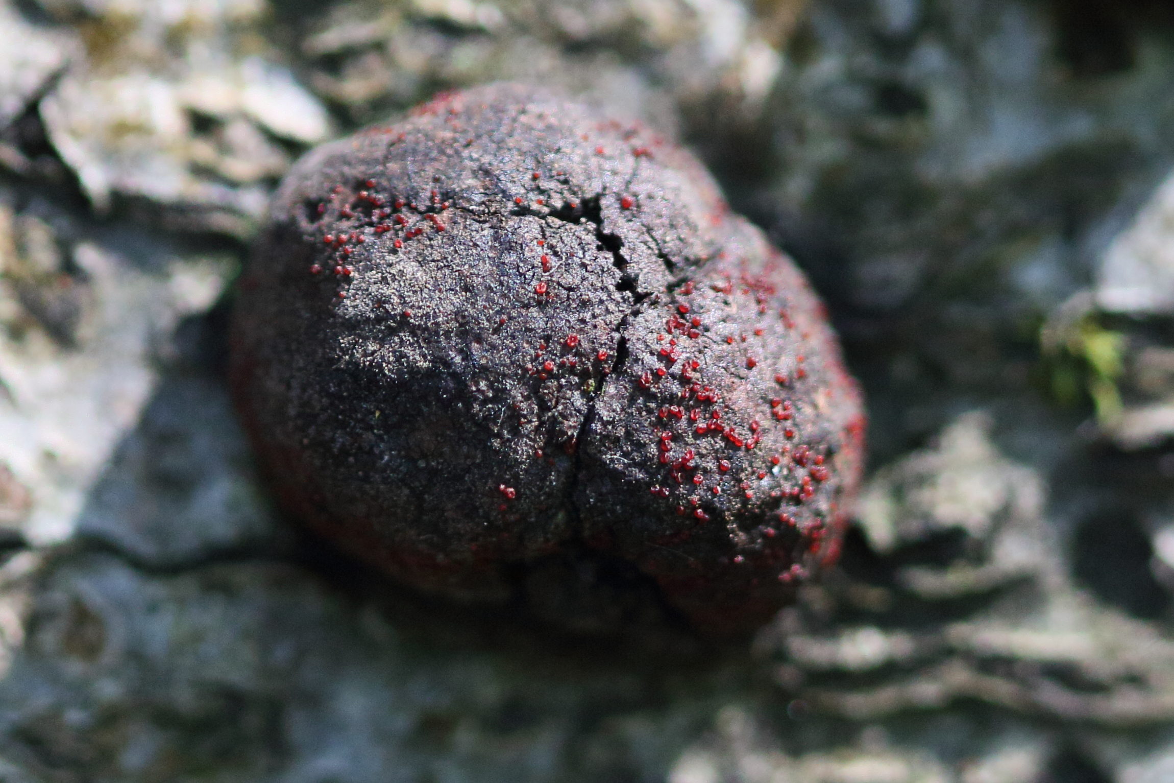 dialonectria_epishaeria1md