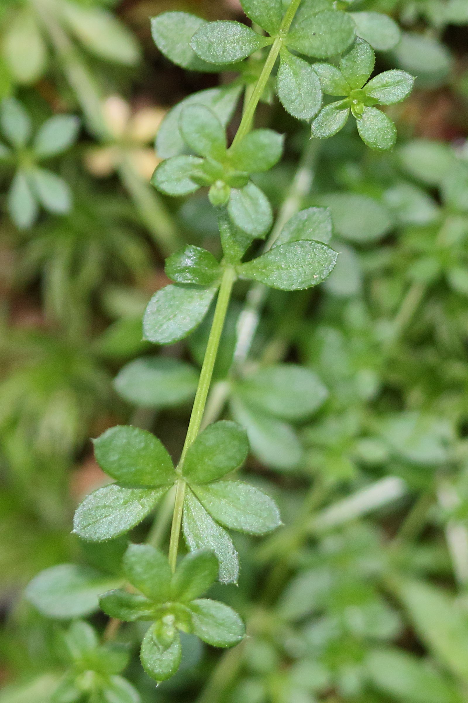 Afficher le média galium_saxatile4md galium_saxatile4md