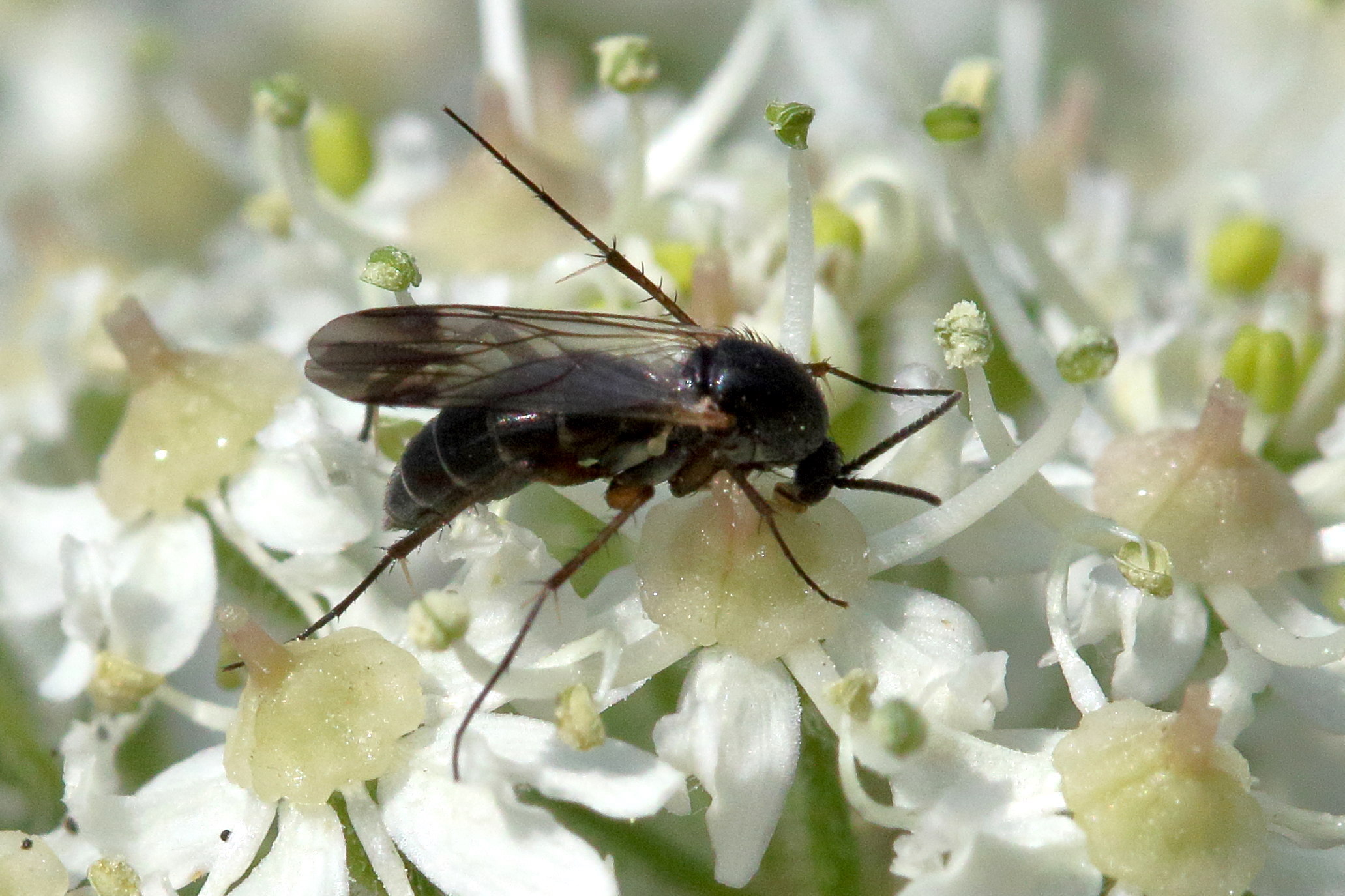 Afficher le média greenomyia_mongolica1md greenomyia_mongolica1md