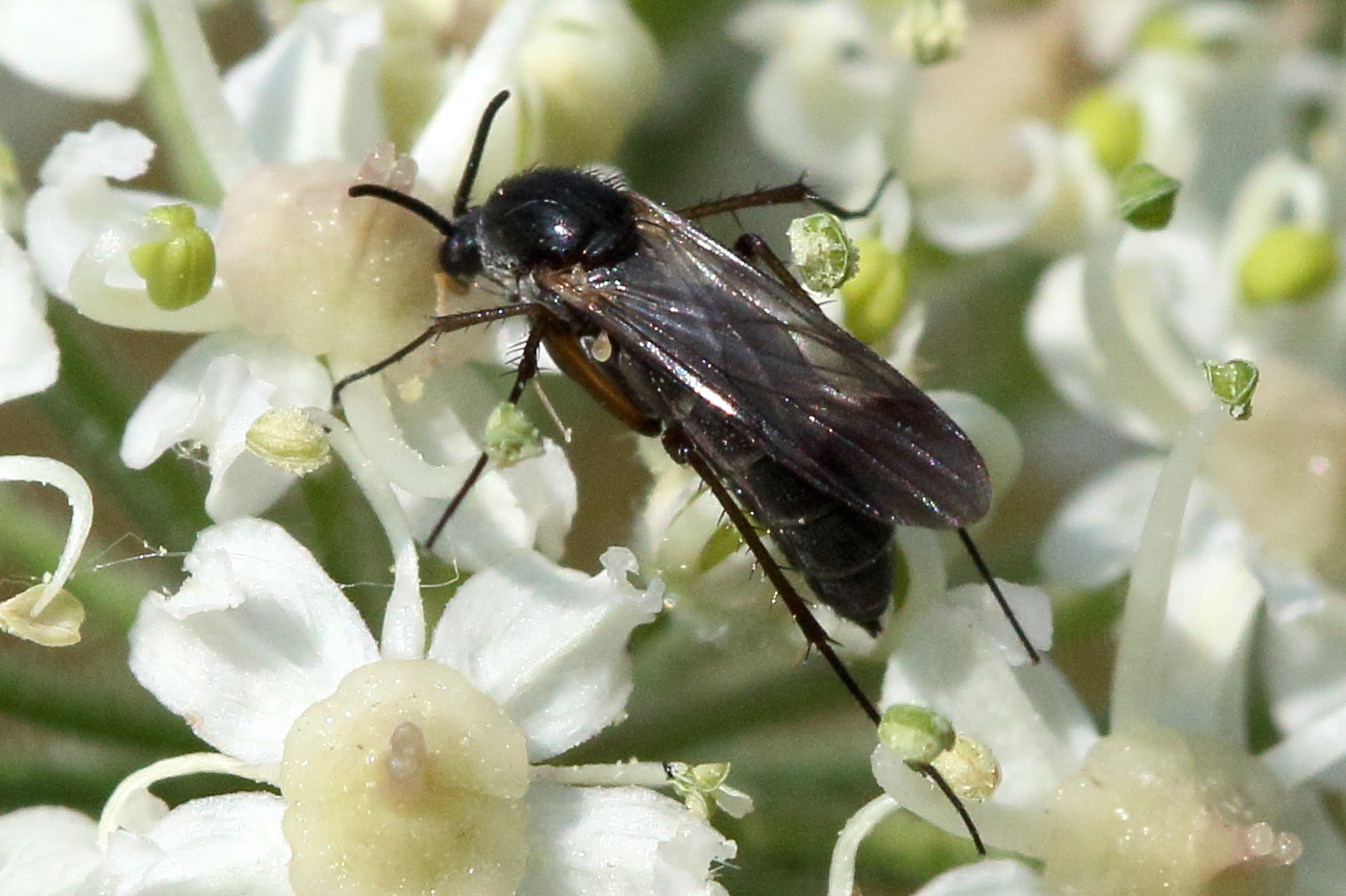 Afficher le média greenomyia_mongolica2md greenomyia_mongolica2md