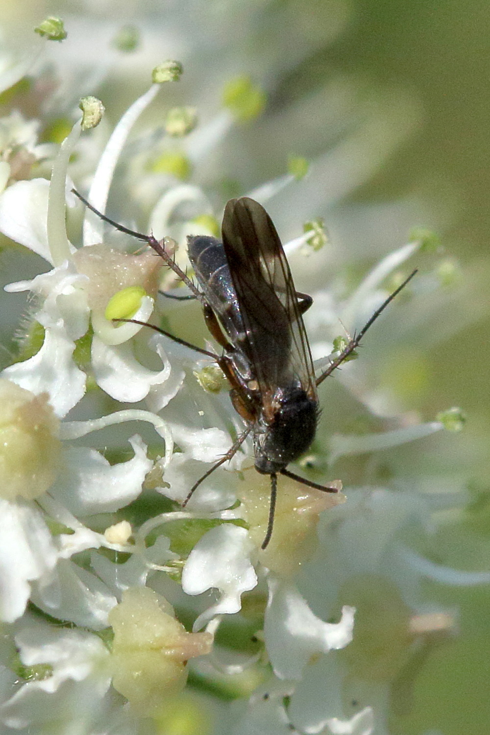 Afficher le média greenomyia_mongolica3md greenomyia_mongolica3md