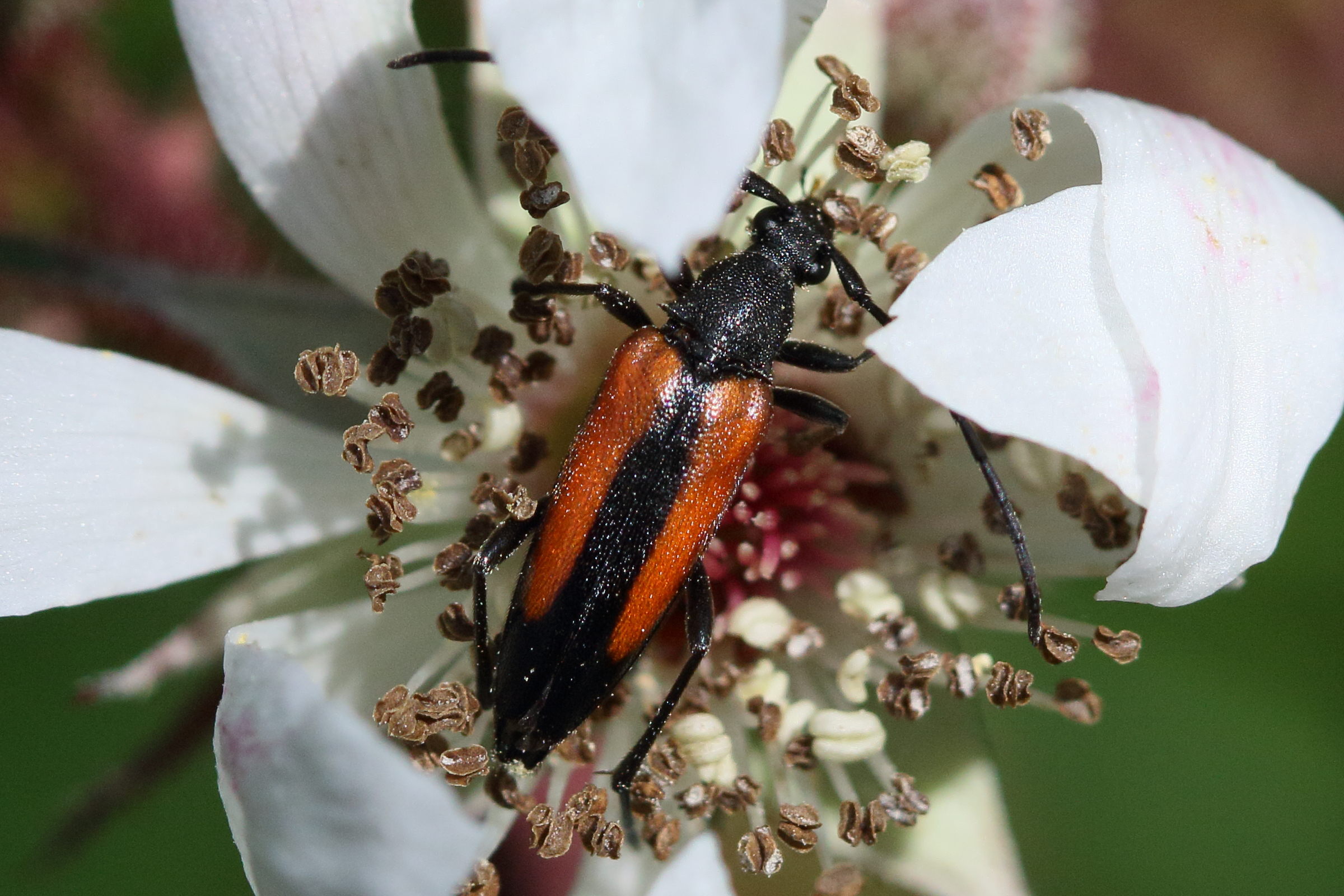 stenurella_melanura5md