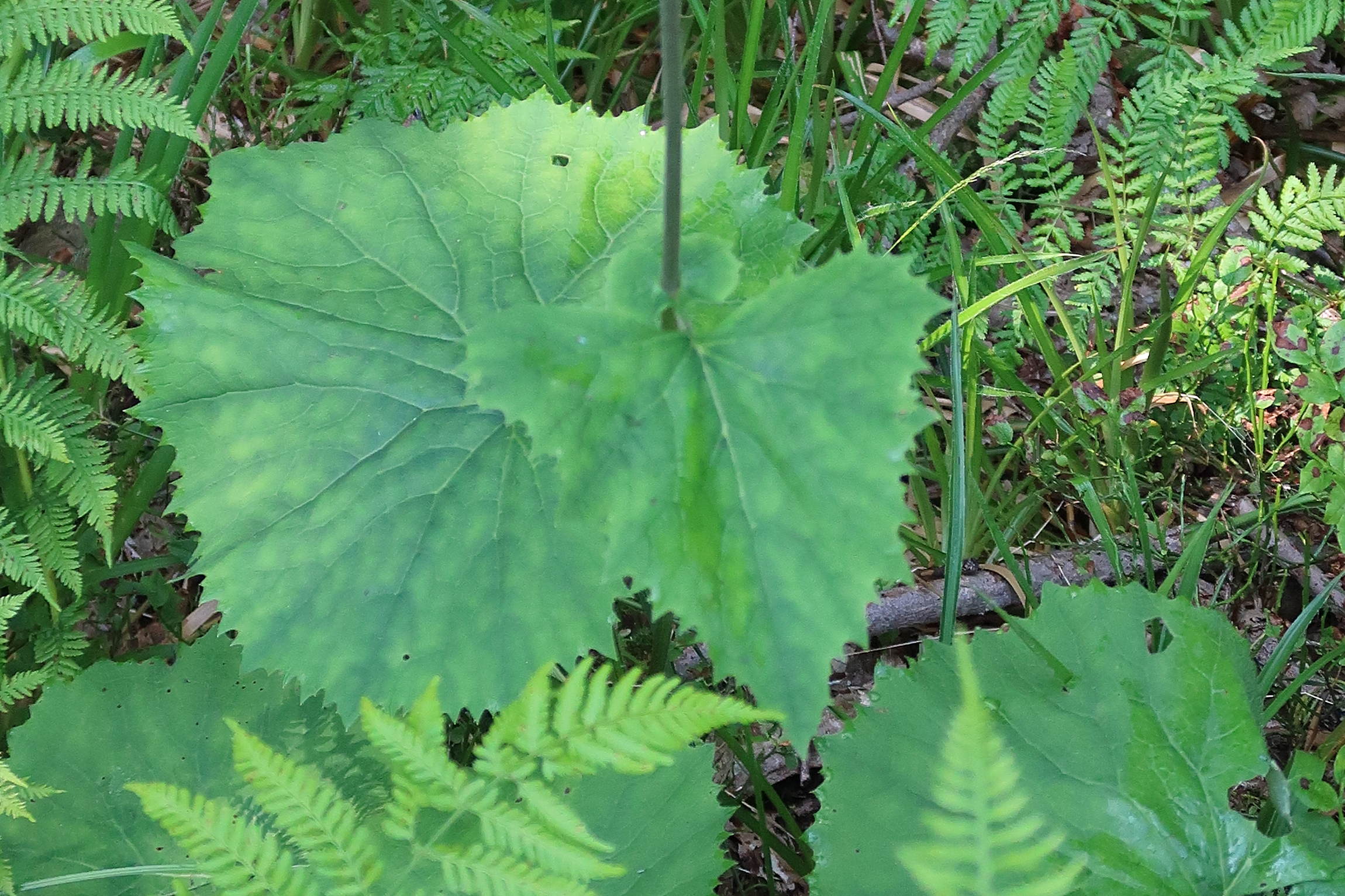 Afficher le média adenostyles_alliariae4md adenostyles_alliariae4md