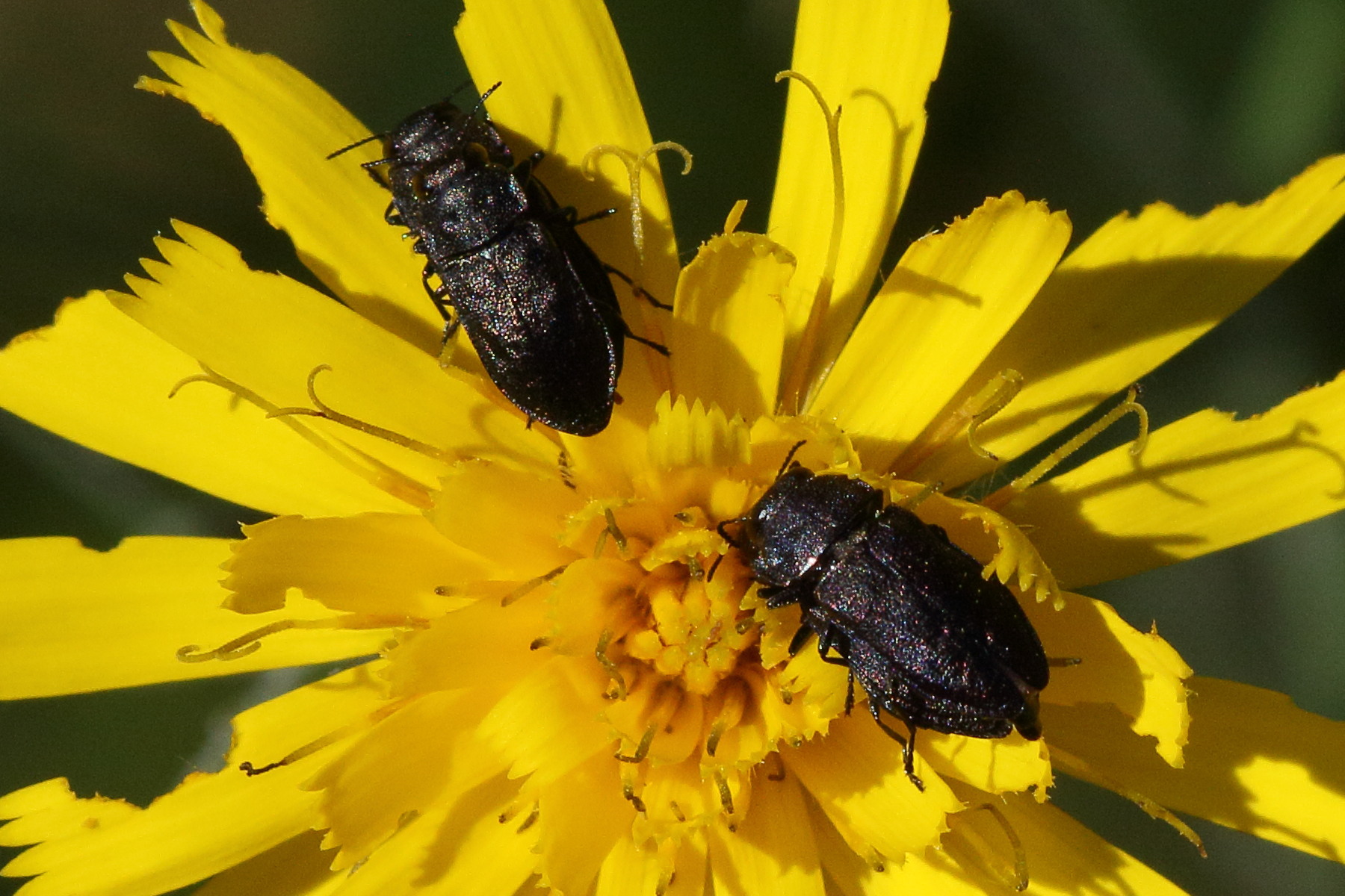 anthaxia_helvetica2md