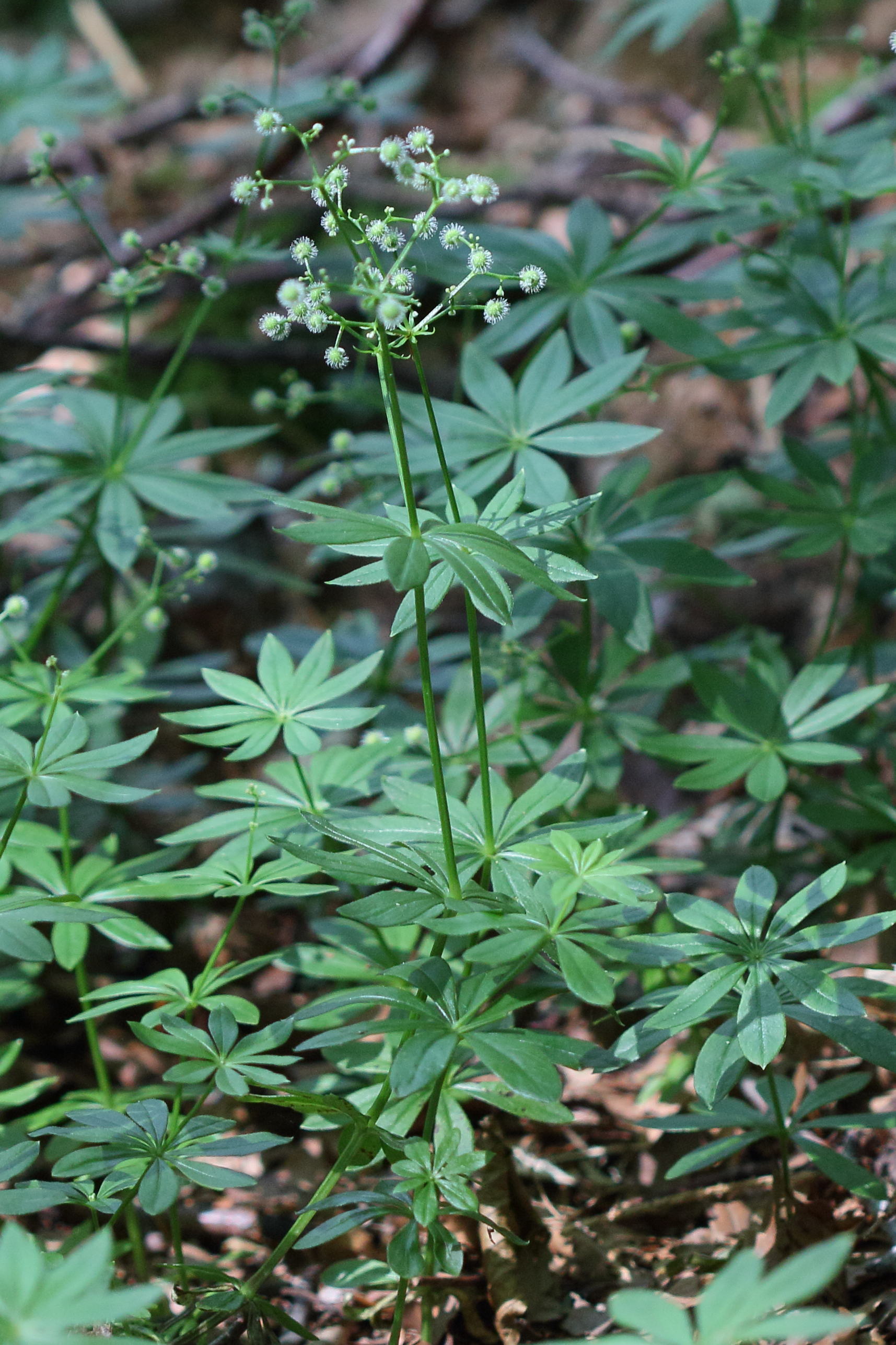 Afficher le média galium_odoratum6md galium_odoratum6md