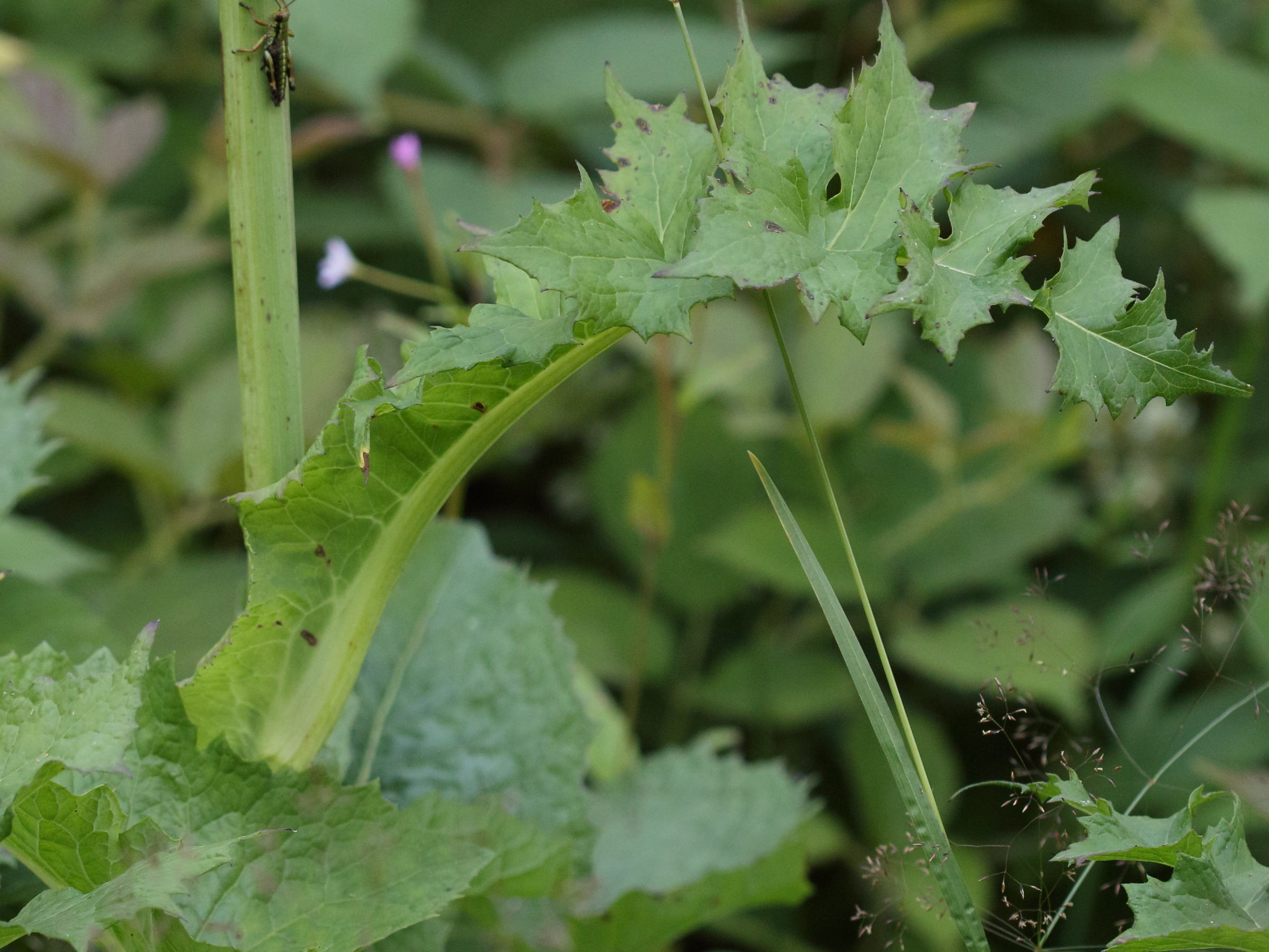 Afficher le média lactuca_plumieri6md lactuca_plumieri6md