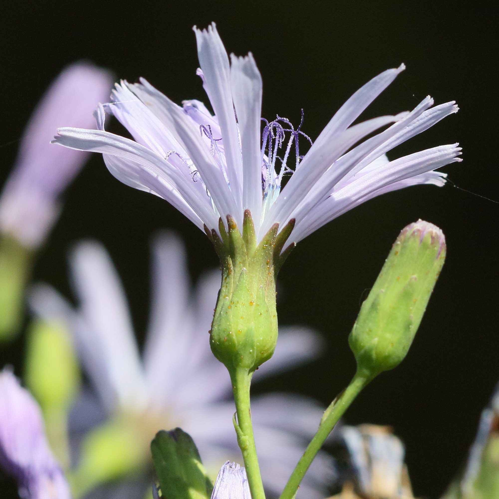 Afficher le média lactuca_plumieri7md lactuca_plumieri7md