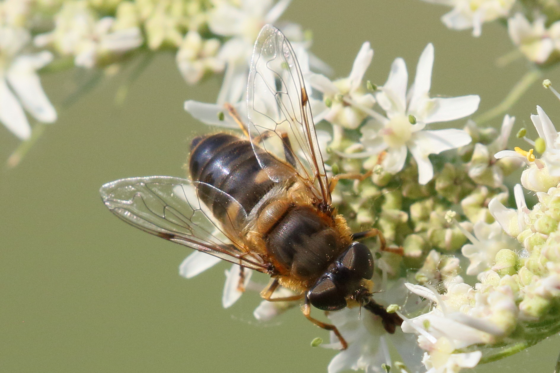 eristalis_pertinax6bd