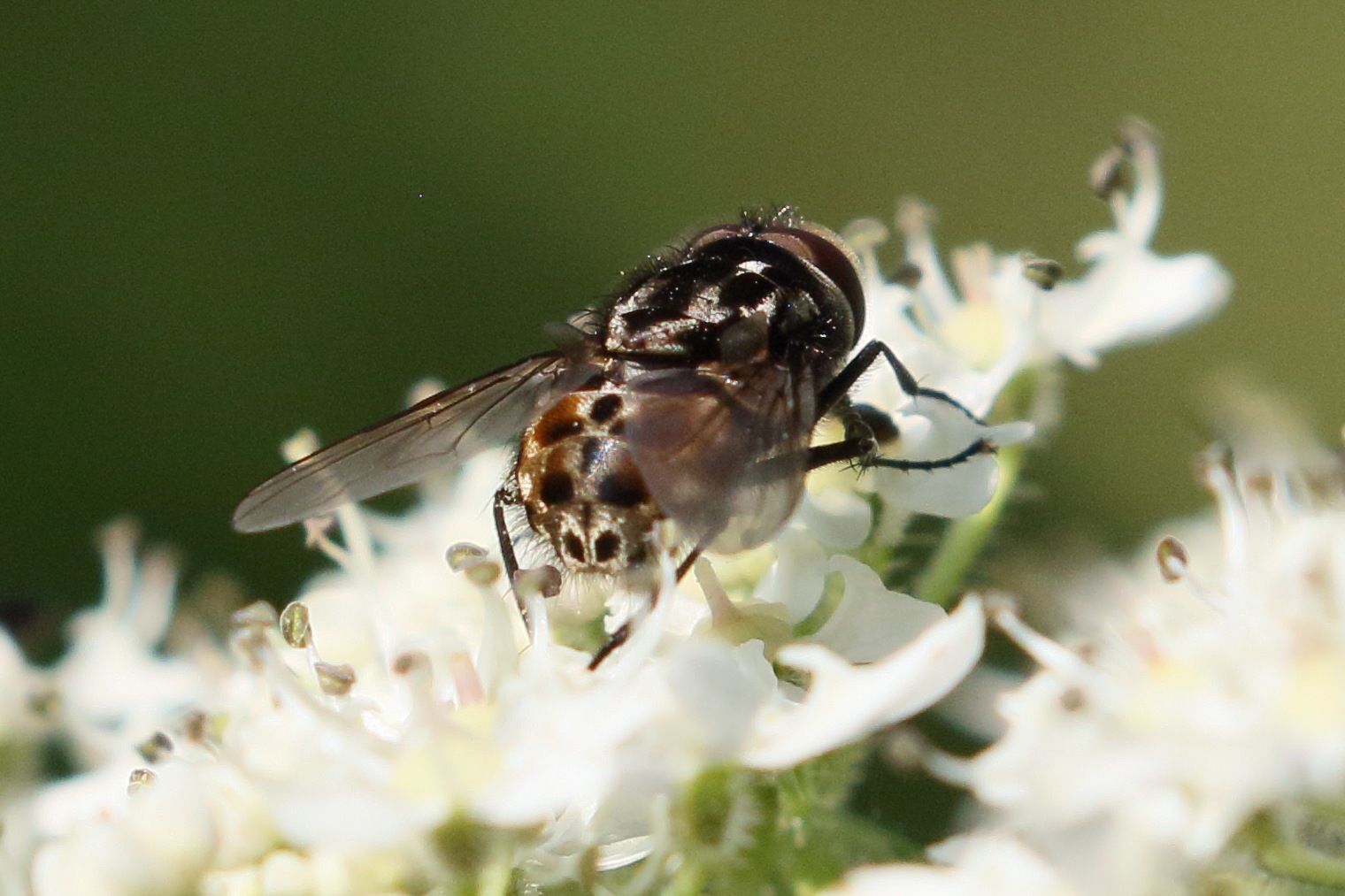 graphomya_maculata6bd